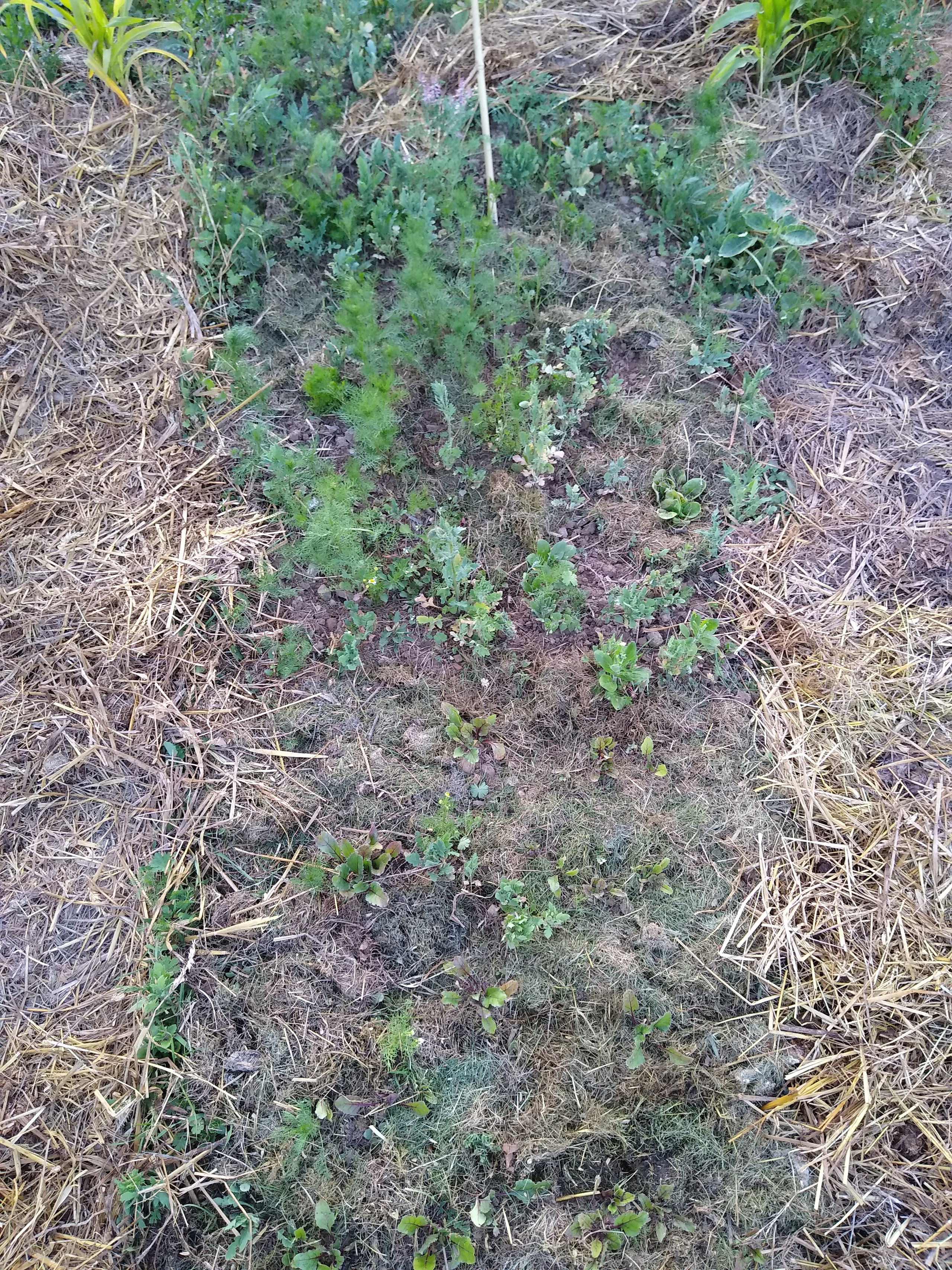 June. Kiki-Niki-Cha! Learn, play, and discover with us!