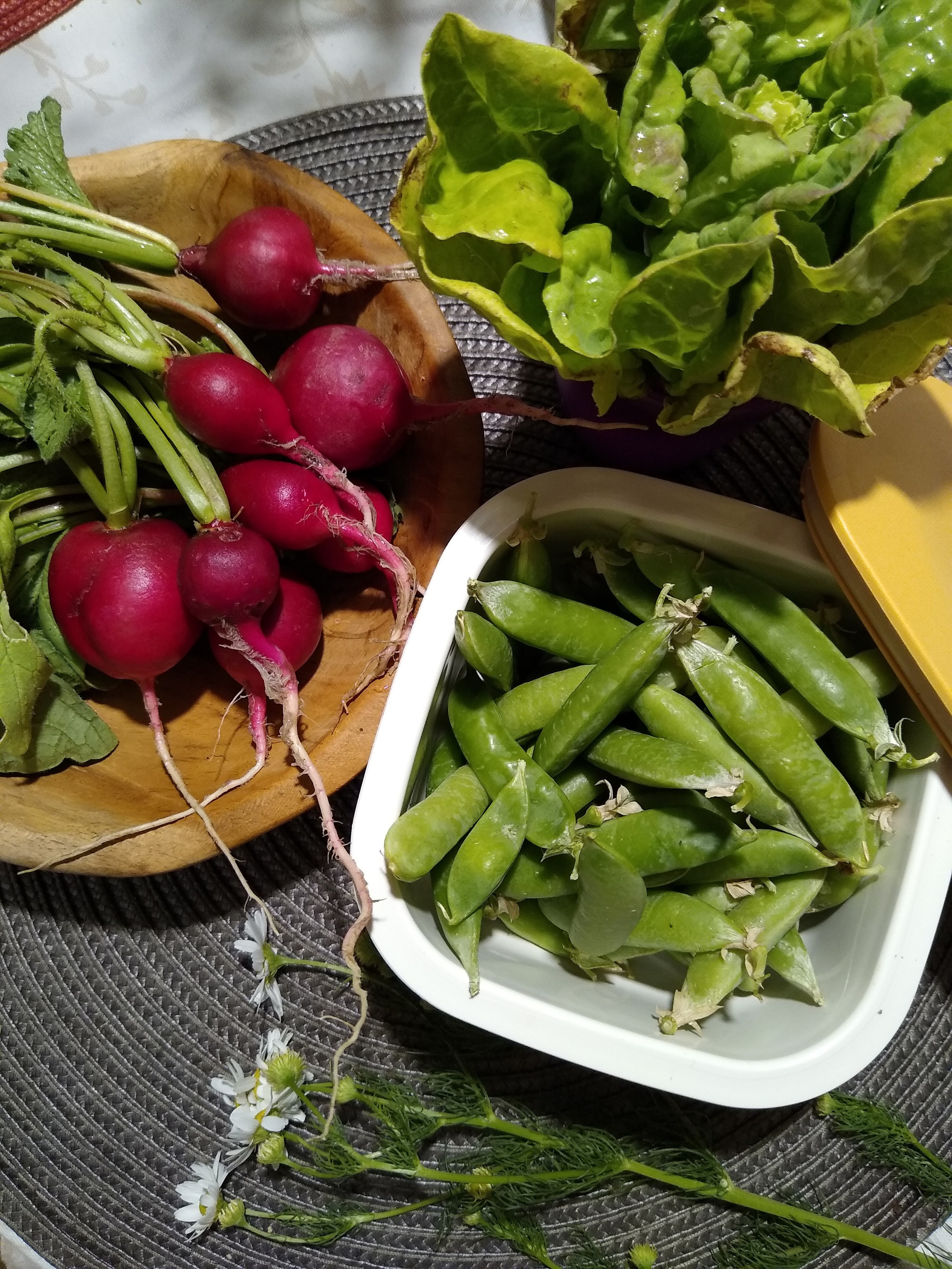 June. Kiki-Niki-Cha! Learn, play, and discover with us!