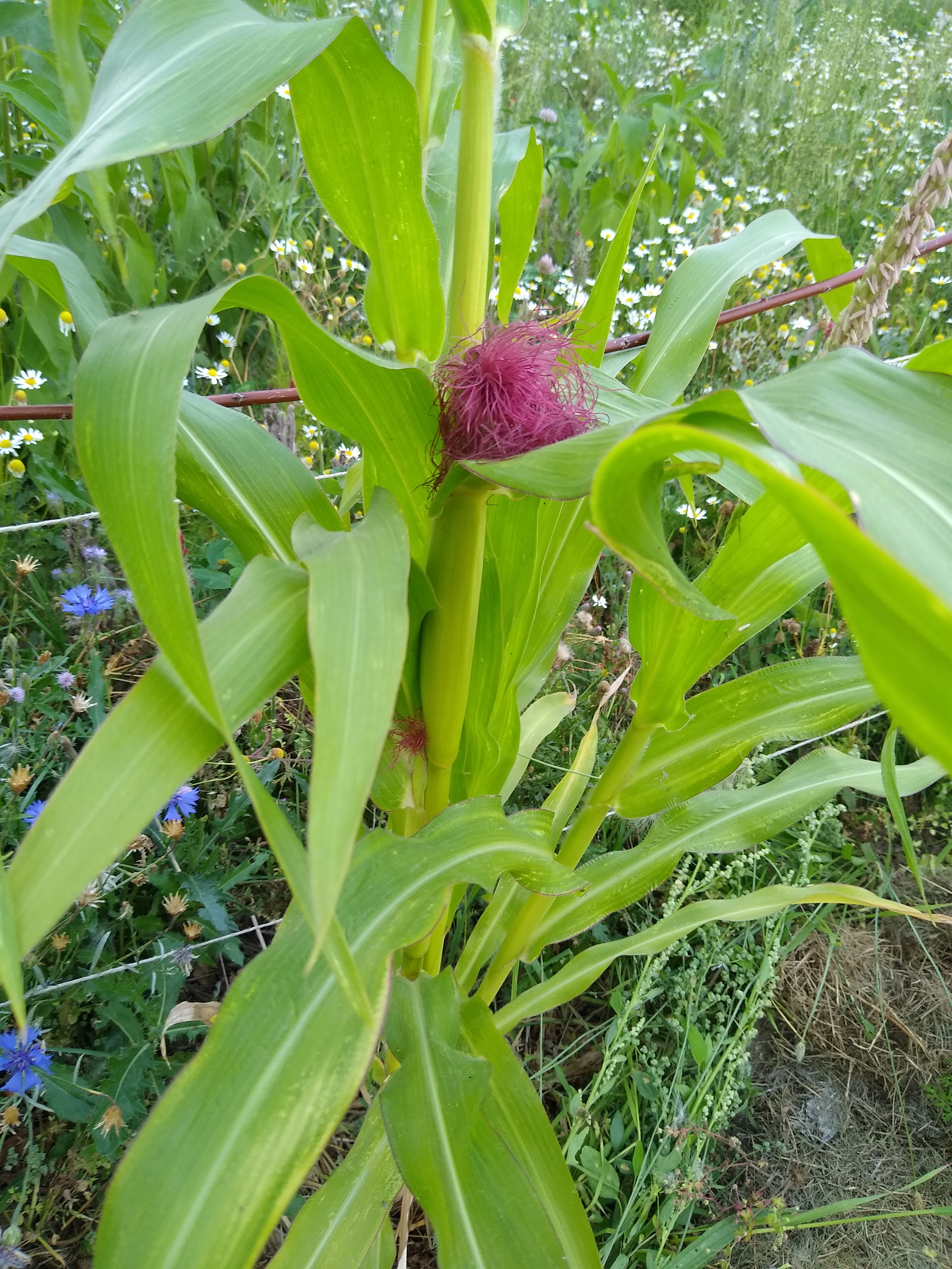 July. Kiki-Niki-Cha! Learn, play, and discover with us!