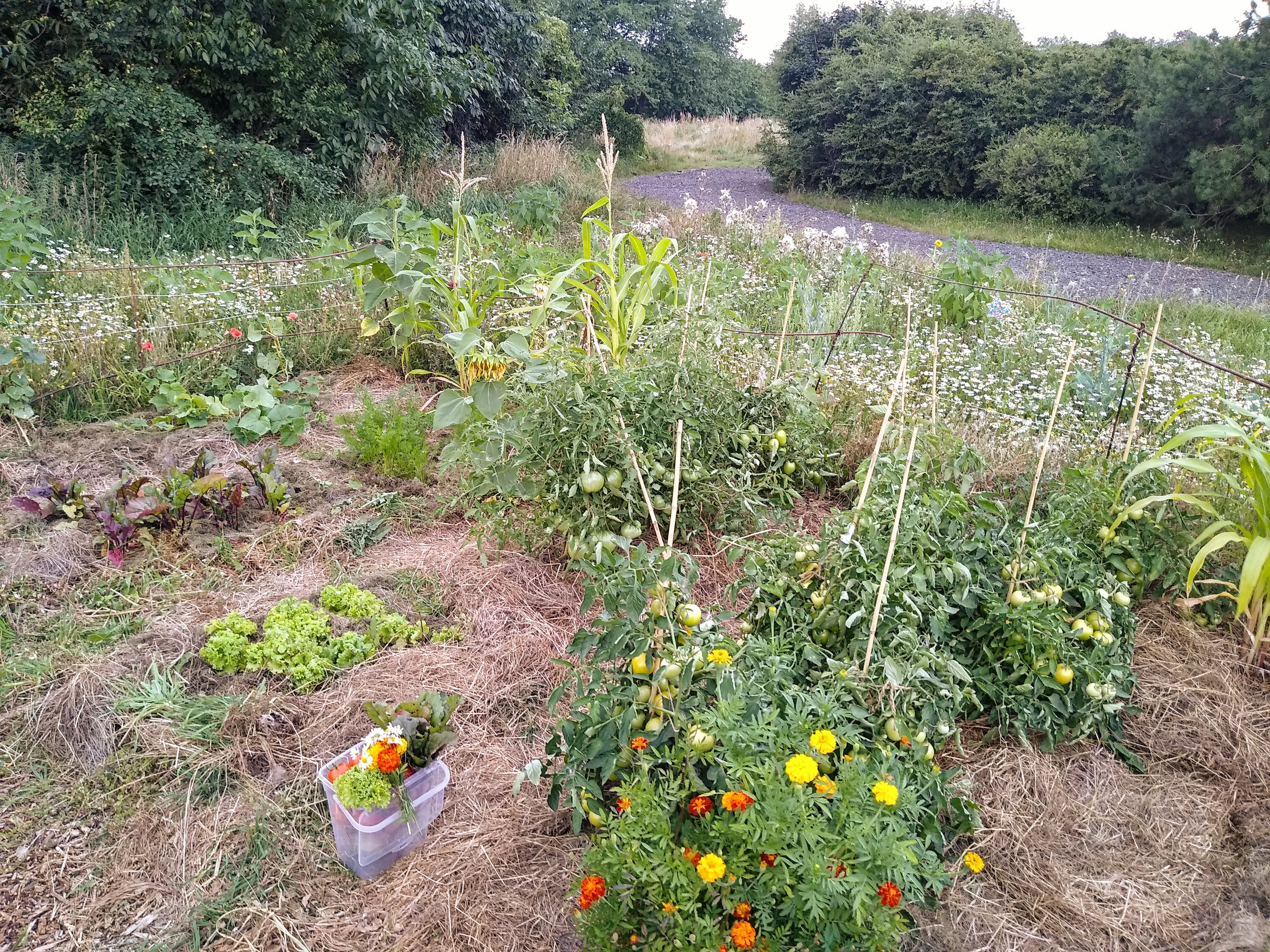 July. Kiki-Niki-Cha! Learn, play, and discover with us!