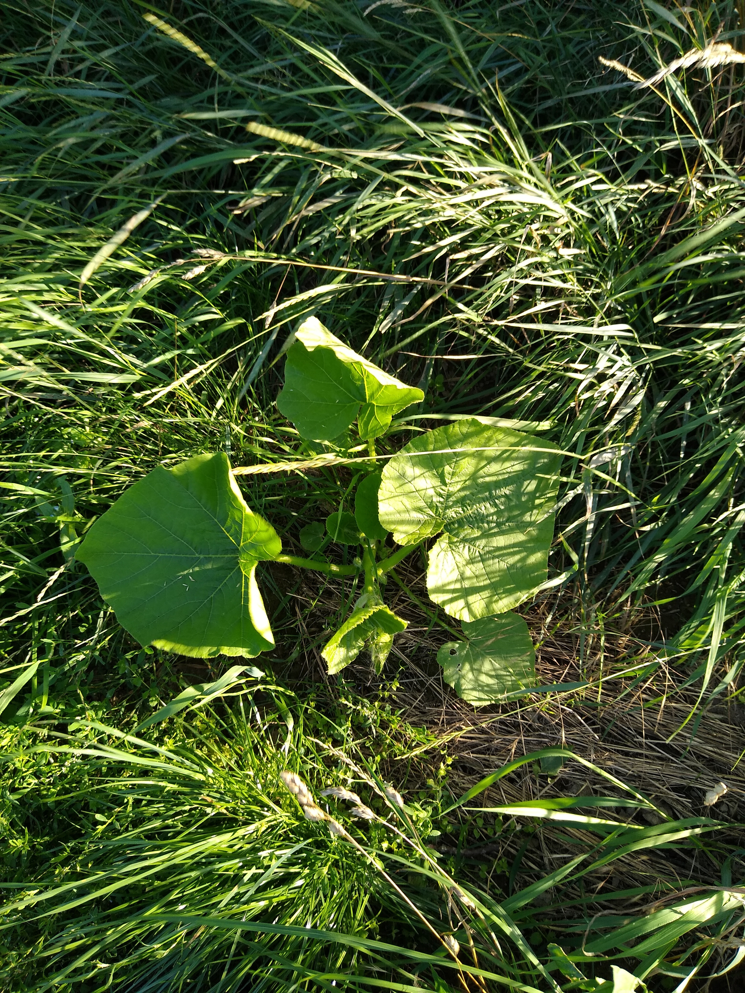 July. Kiki-Niki-Cha! Learn, play, and discover with us!