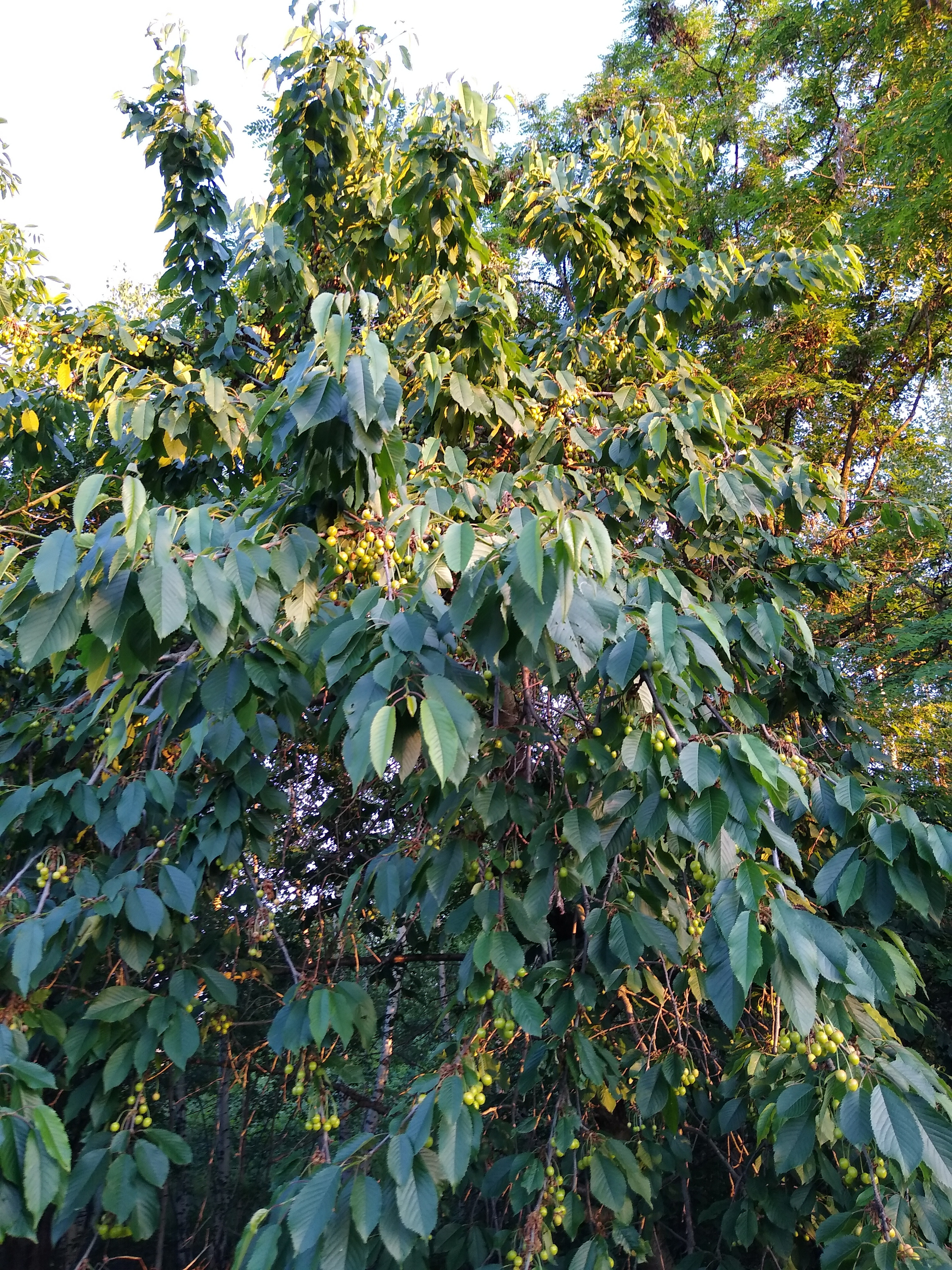 June. Kiki-Niki-Cha! Learn, play, and discover with us!