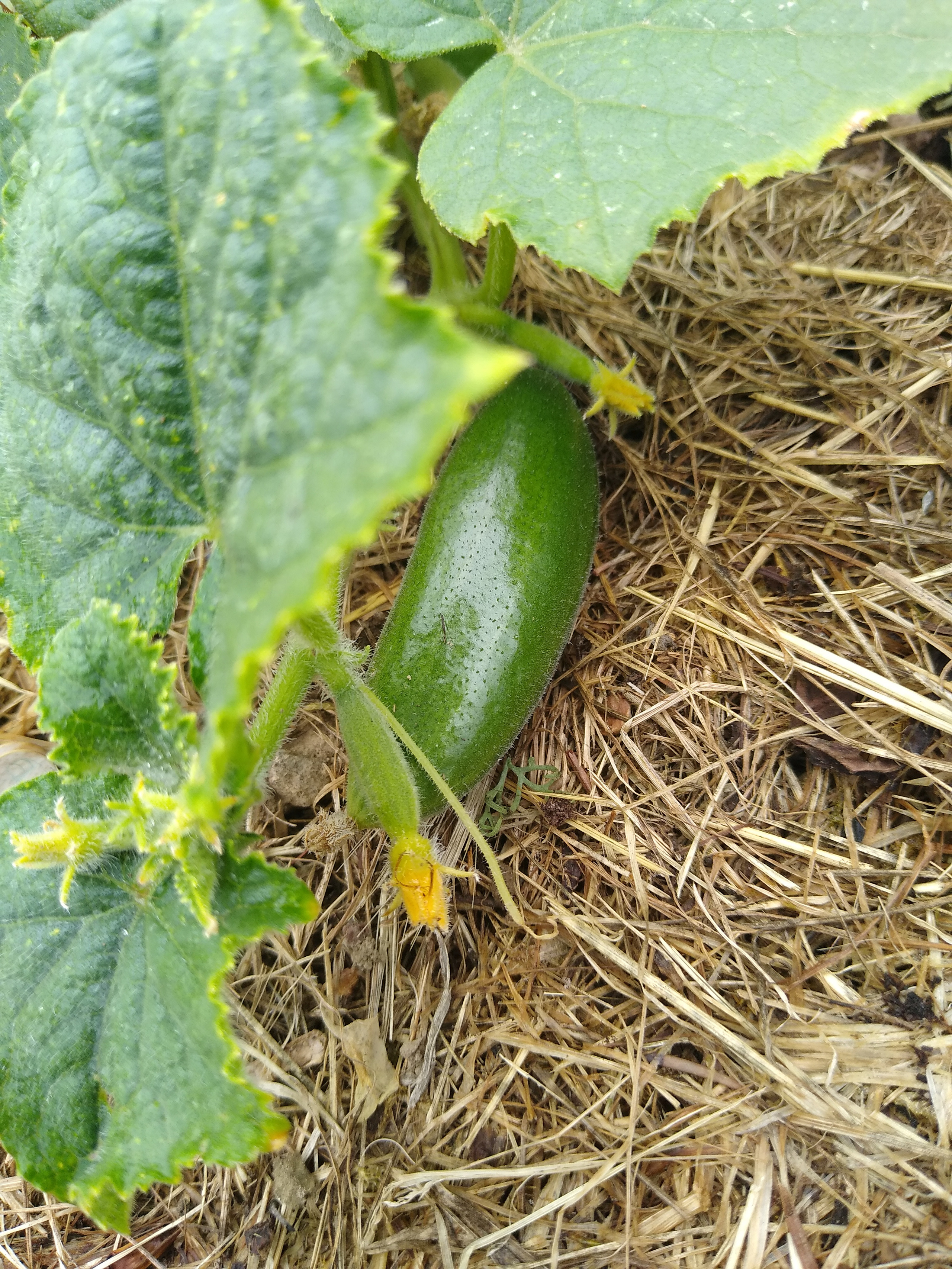 June. Kiki-Niki-Cha! Learn, play, and discover with us!