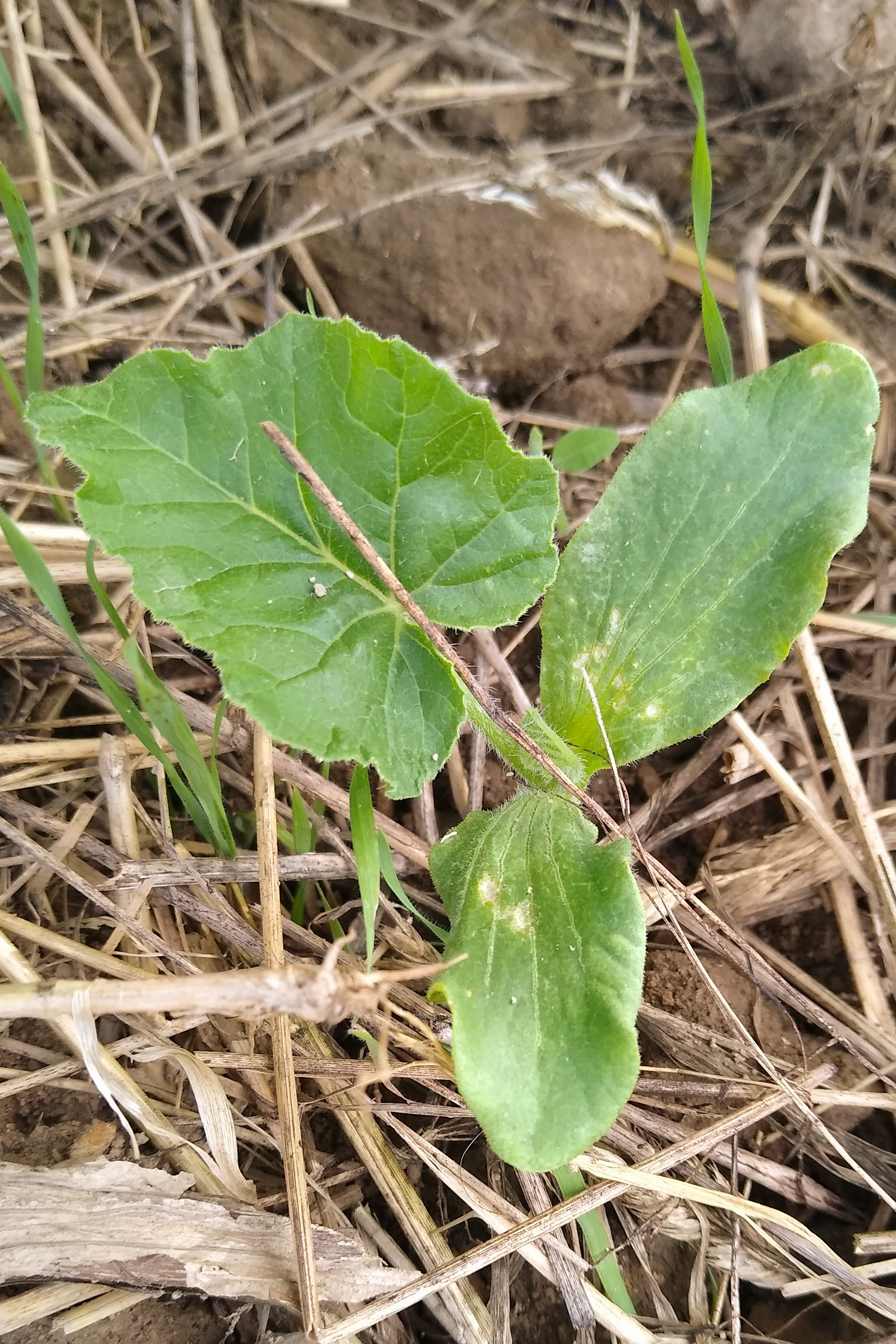 June. Kiki-Niki-Cha! Learn, play, and discover with us!