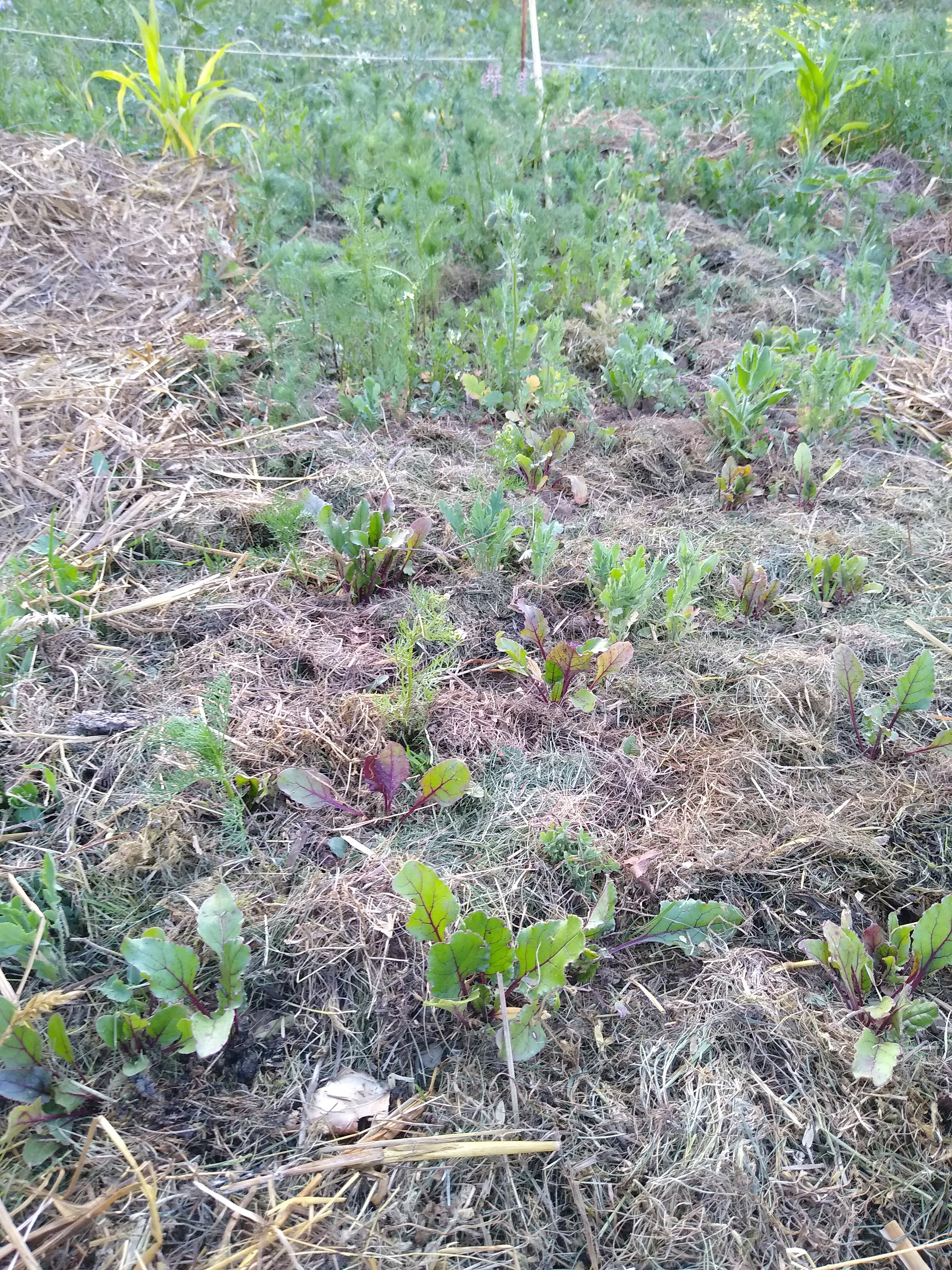 June. Kiki-Niki-Cha! Learn, play, and discover with us!