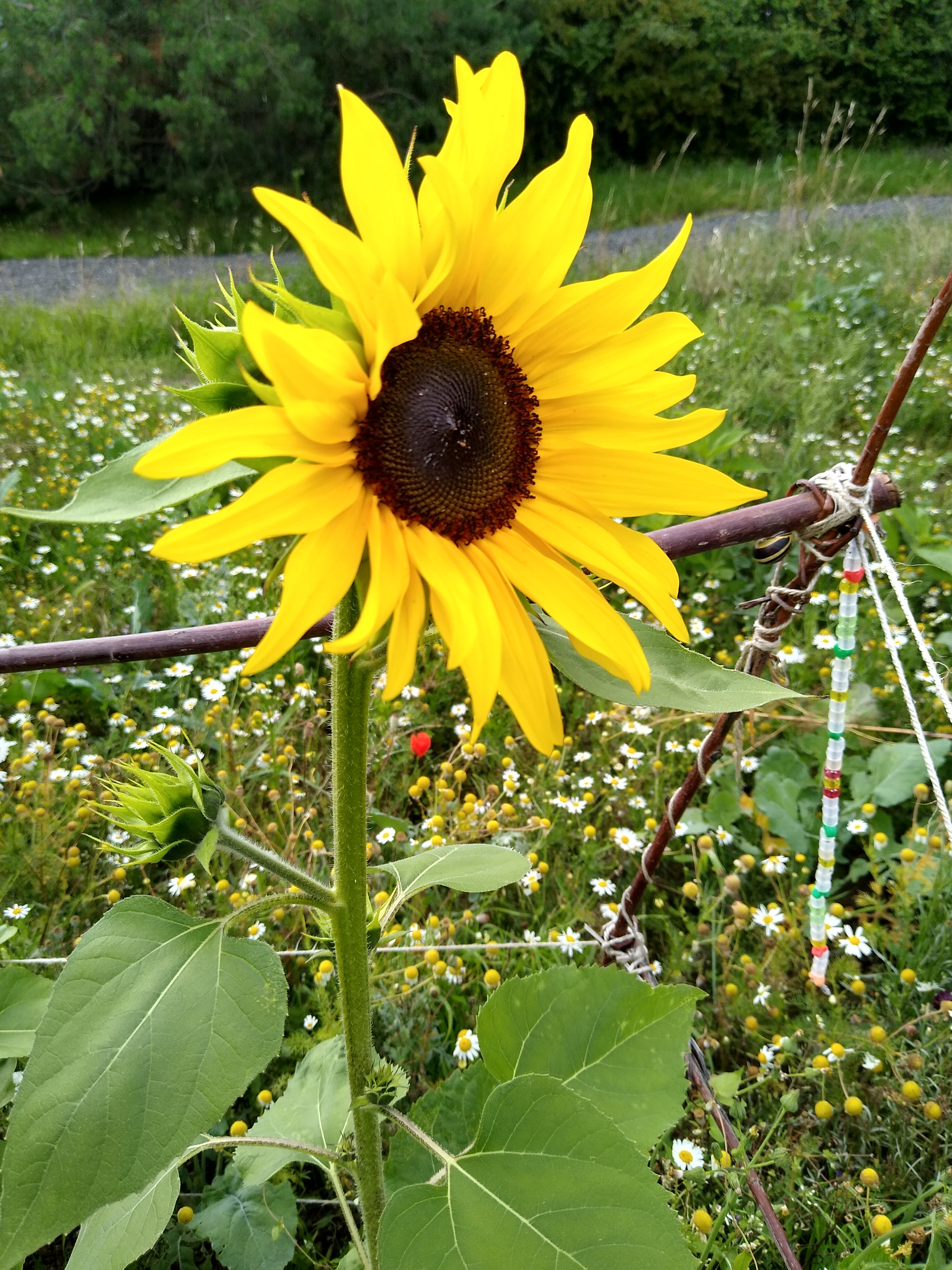 July. Kiki-Niki-Cha! Learn, play, and discover with us!