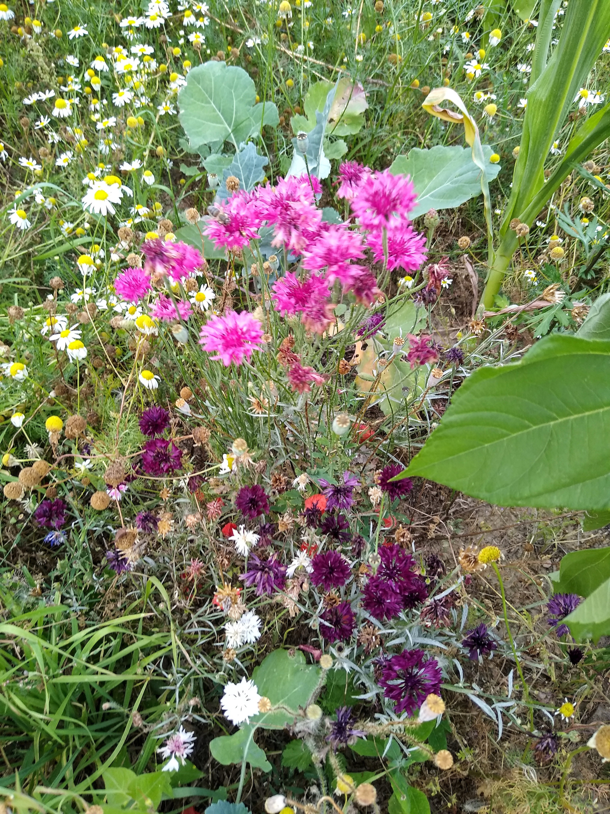 July. Kiki-Niki-Cha! Learn, play, and discover with us!