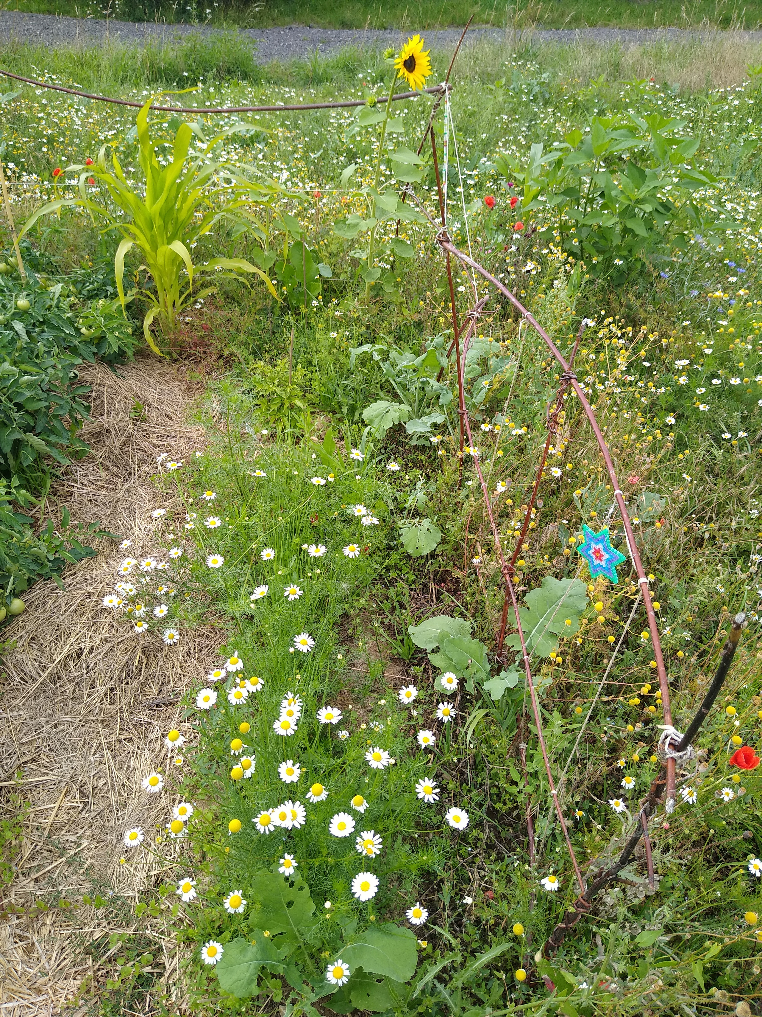 July. Kiki-Niki-Cha! Learn, play, and discover with us!