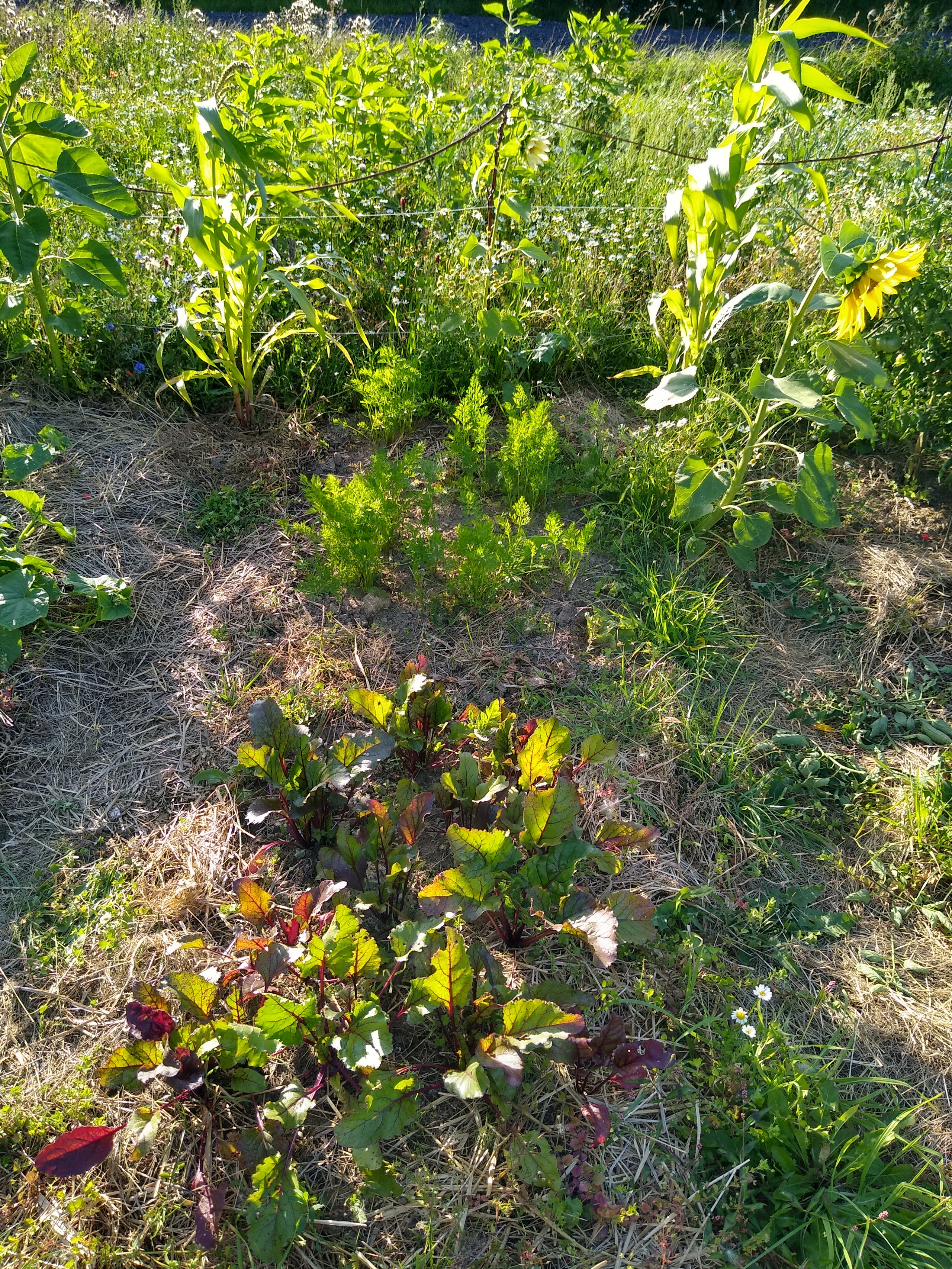 July. Kiki-Niki-Cha! Learn, play, and discover with us!