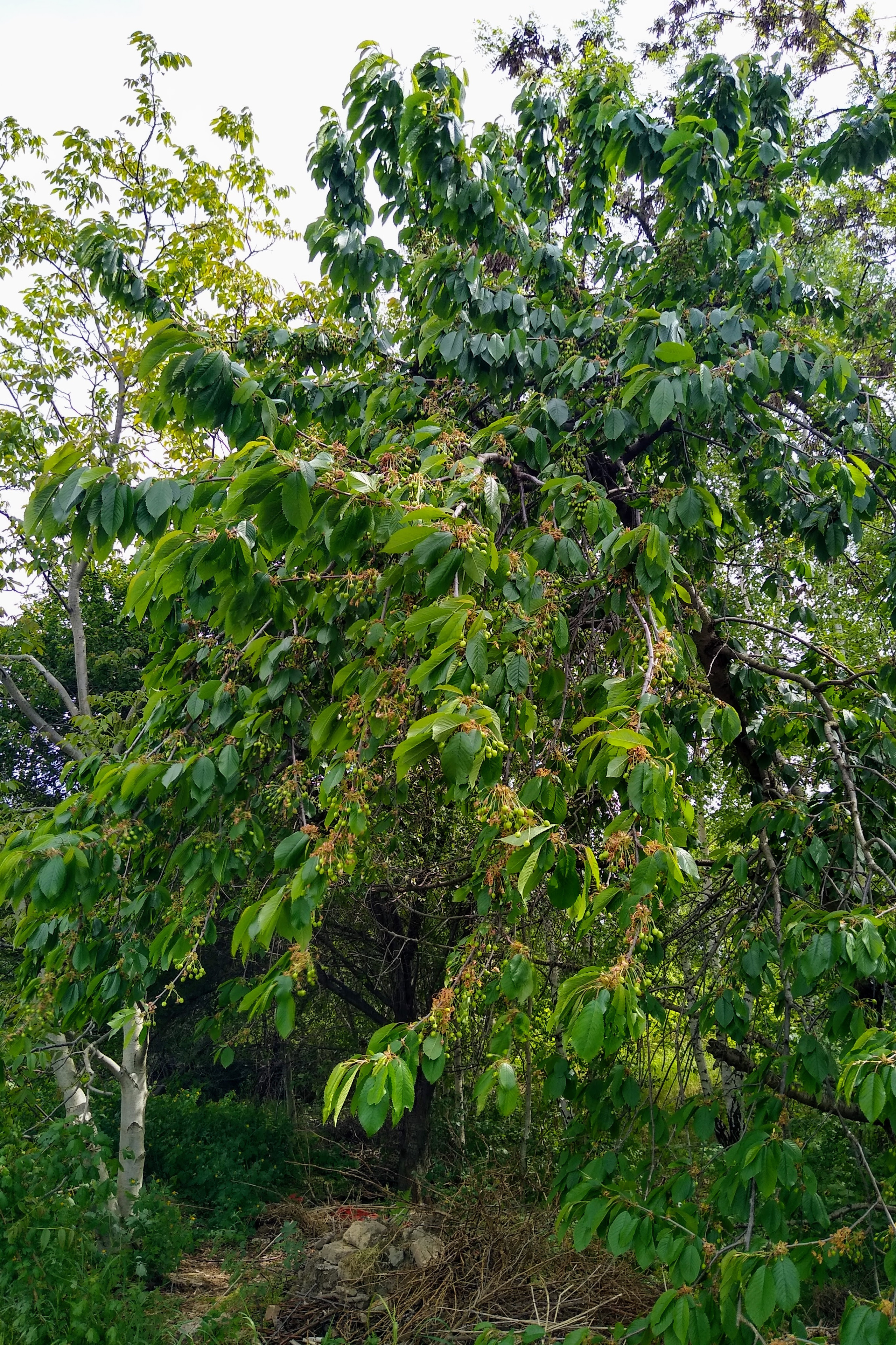 May. Kiki-Niki-Cha! Learn, play, and discover with us!