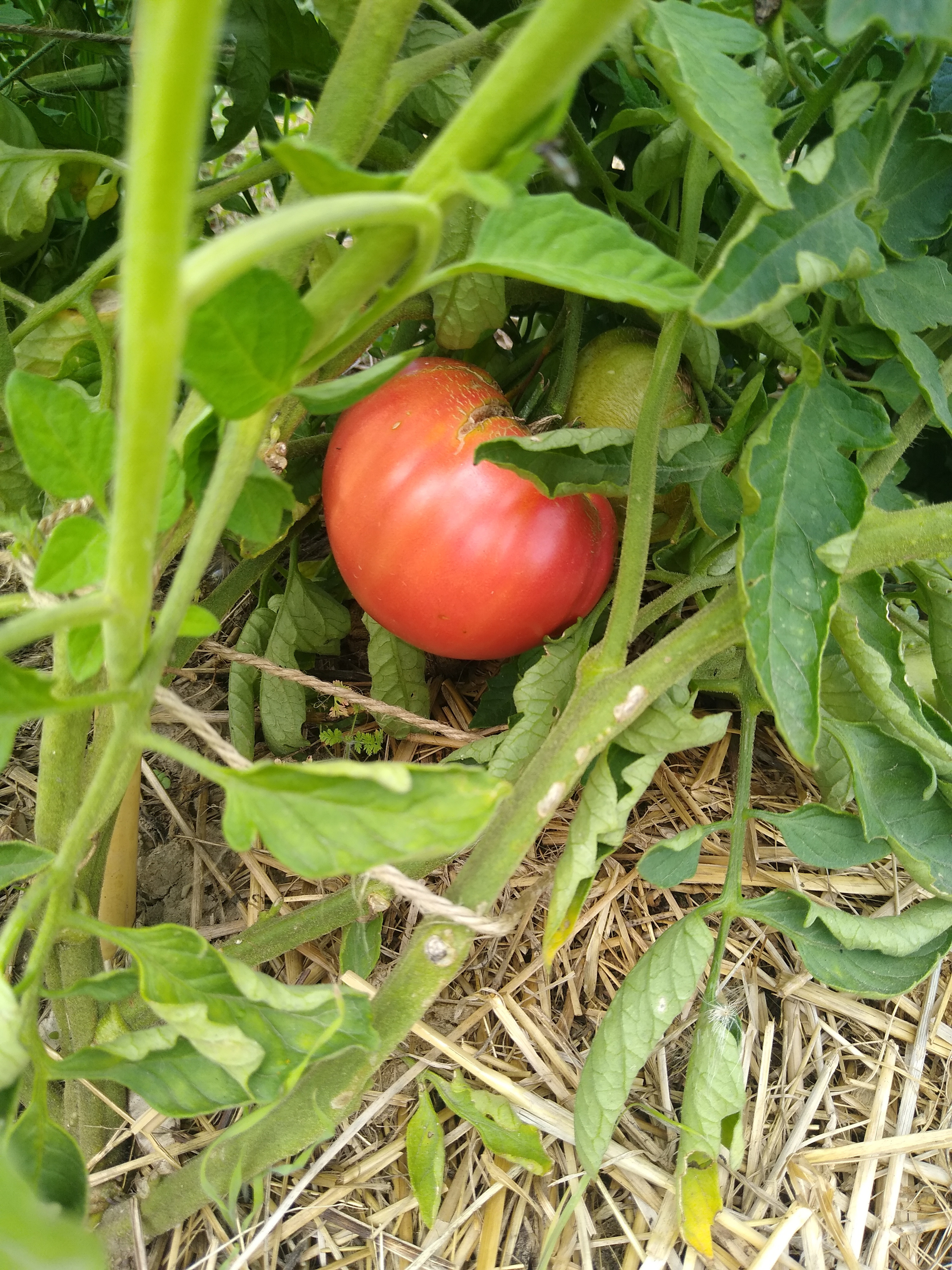 July. Kiki-Niki-Cha! Learn, play, and discover with us!