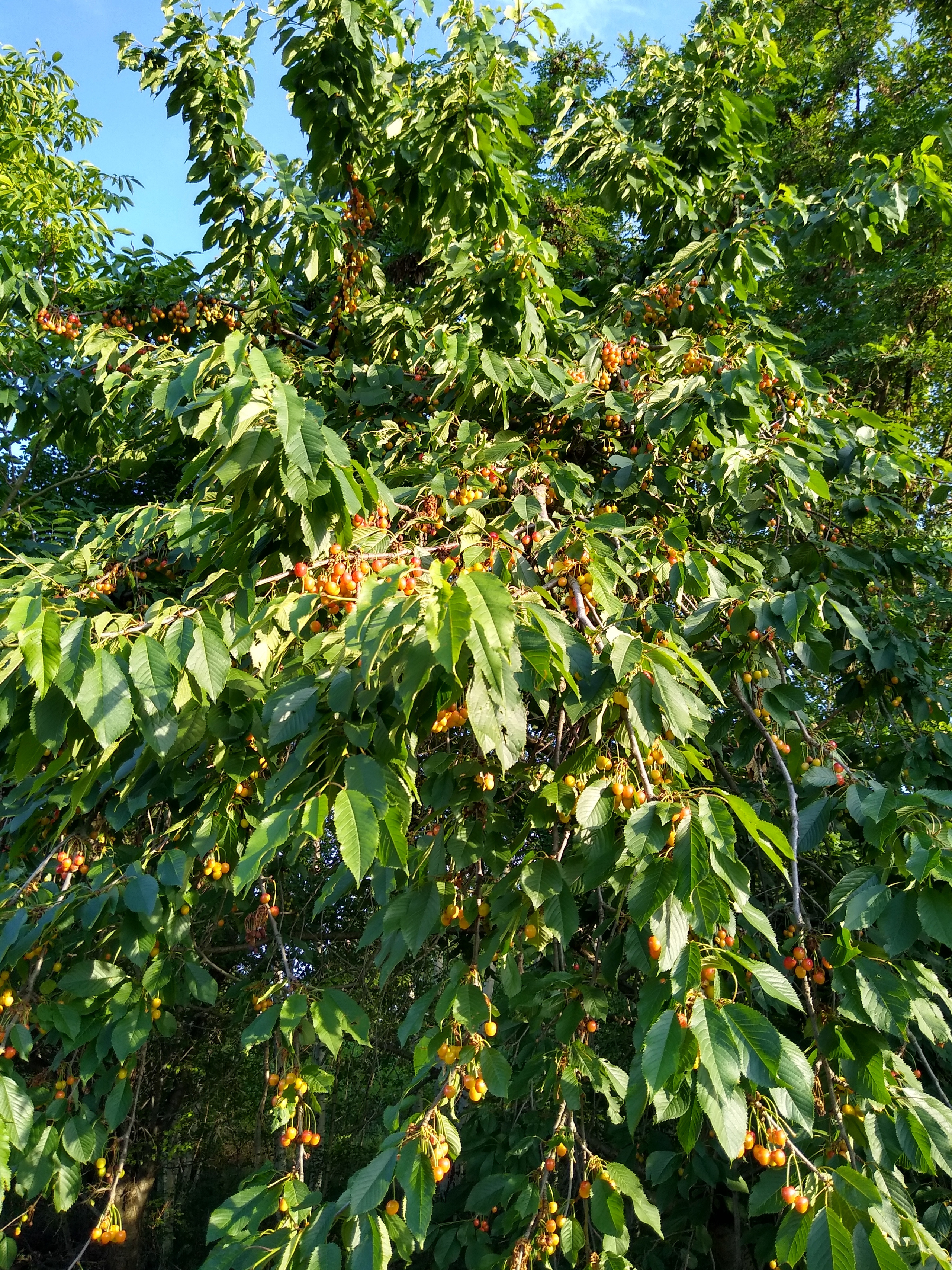 June. Kiki-Niki-Cha! Learn, play, and discover with us!