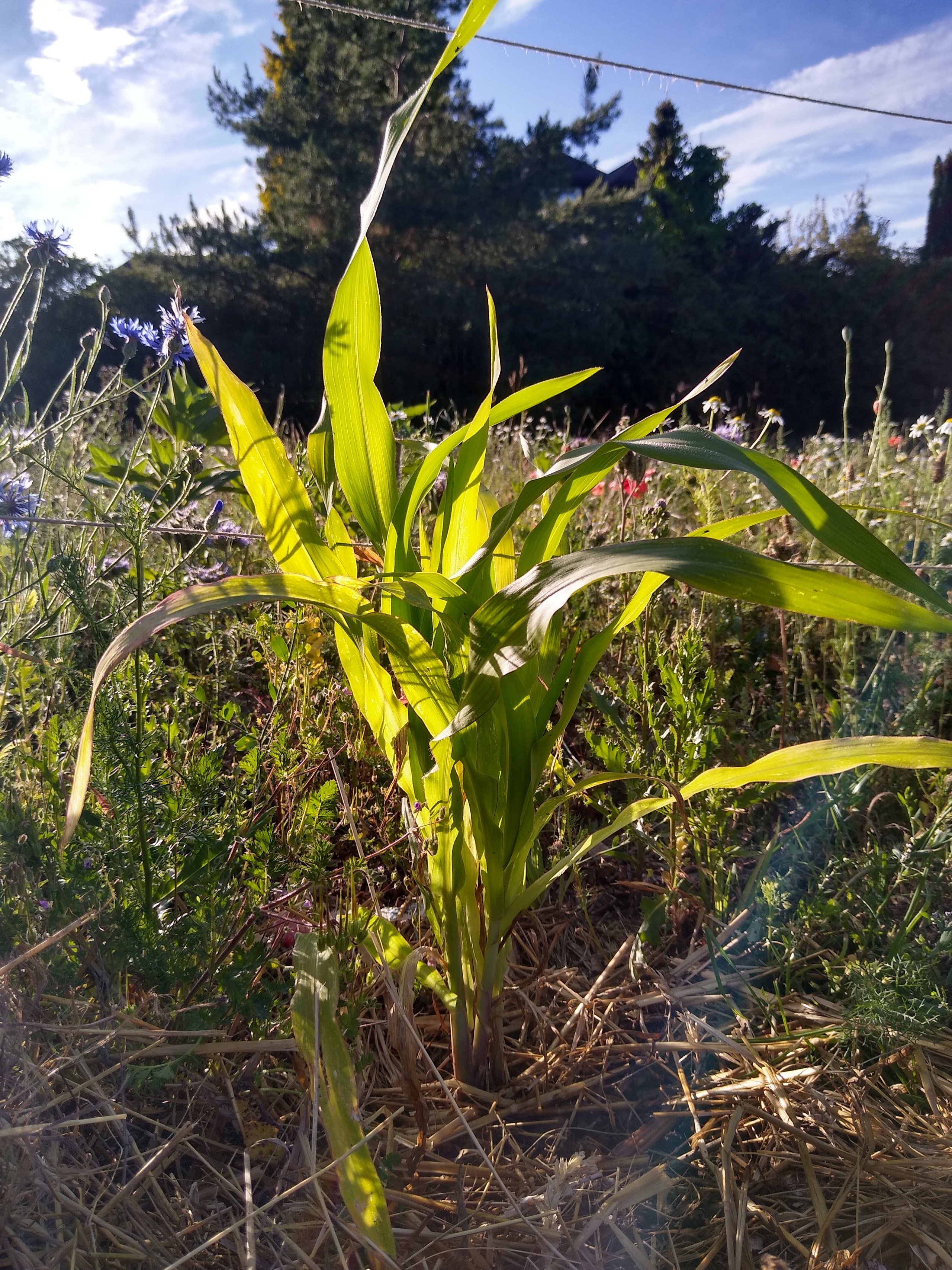 June. Kiki-Niki-Cha! Learn, play, and discover with us!