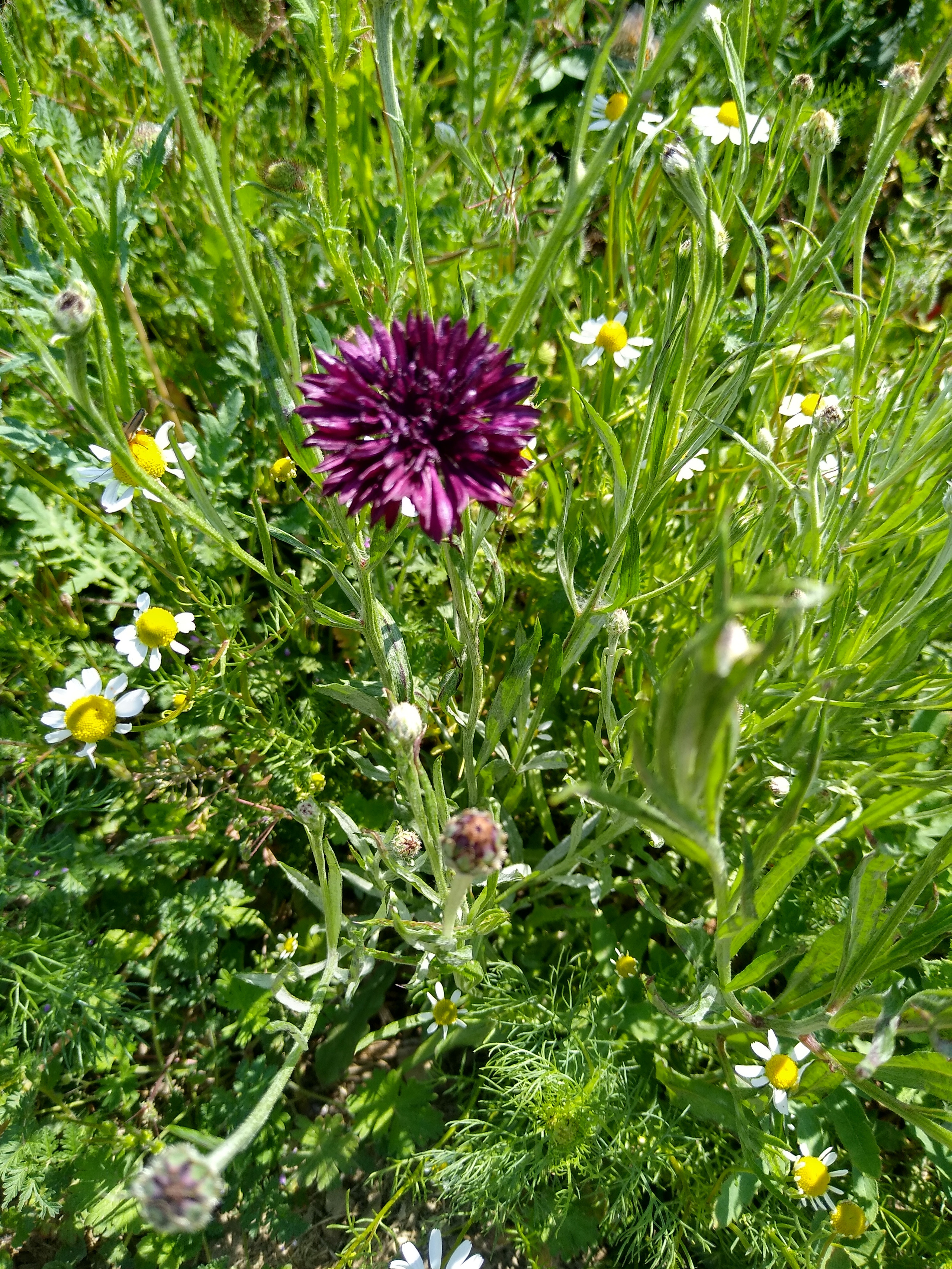 June. Kiki-Niki-Cha! Learn, play, and discover with us!