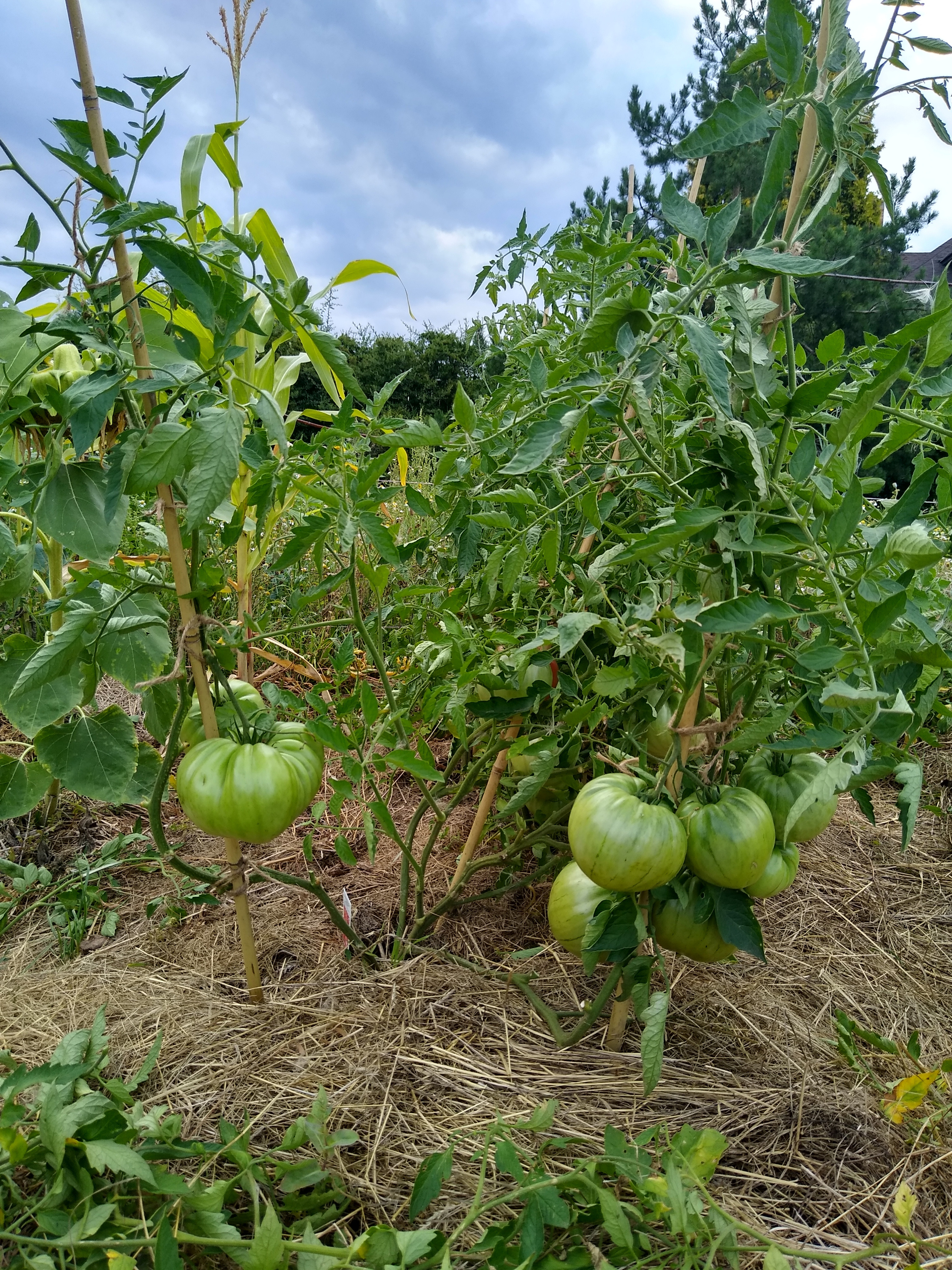 July. Kiki-Niki-Cha! Learn, play, and discover with us!