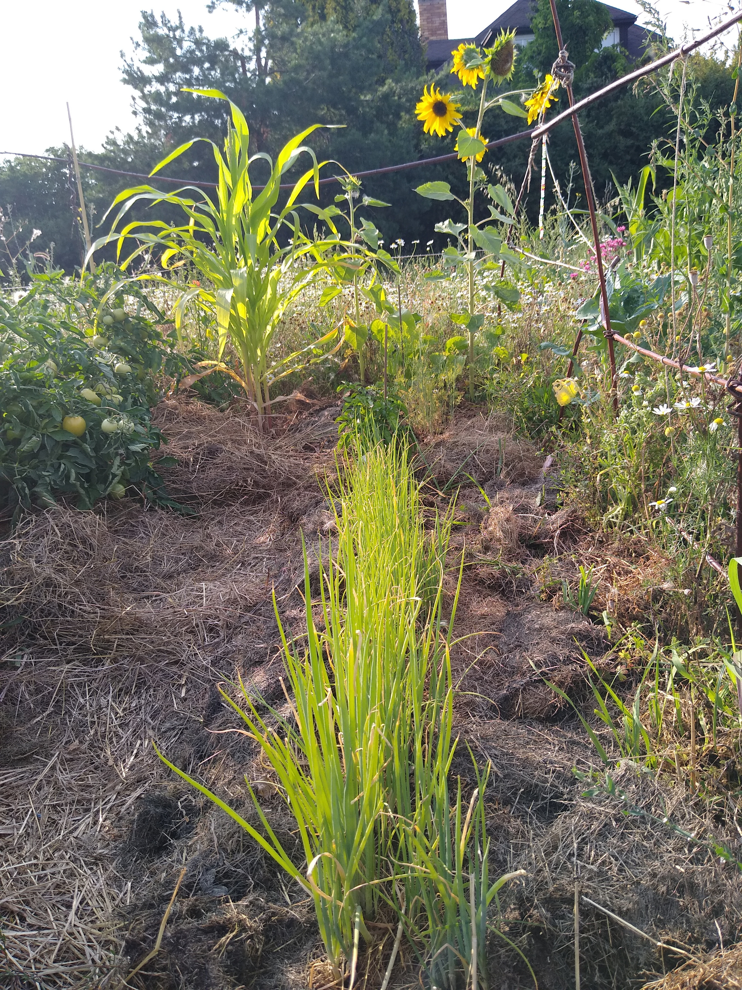 July. Kiki-Niki-Cha! Learn, play, and discover with us!