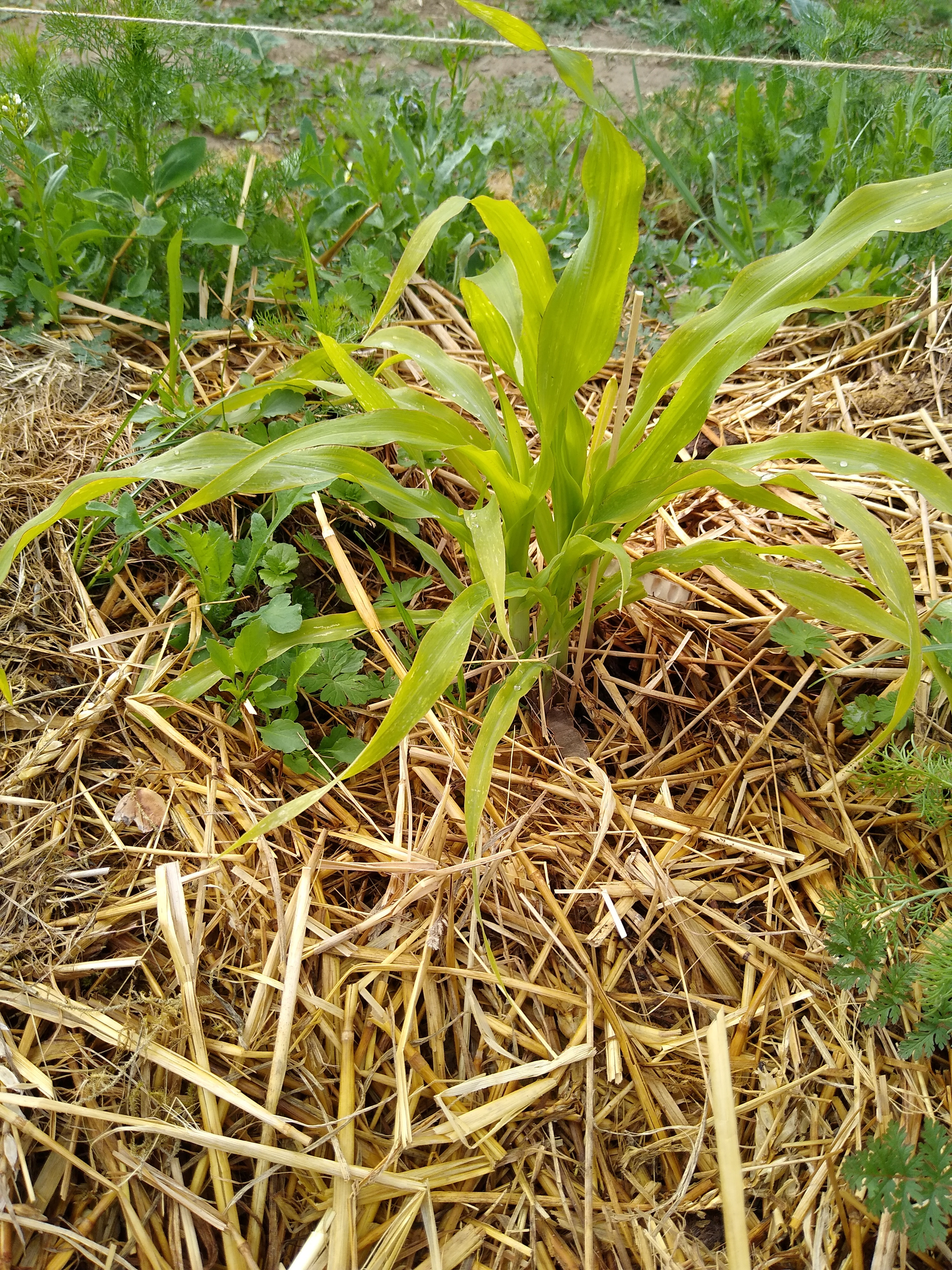 May. Kiki-Niki-Cha! Learn, play, and discover with us!