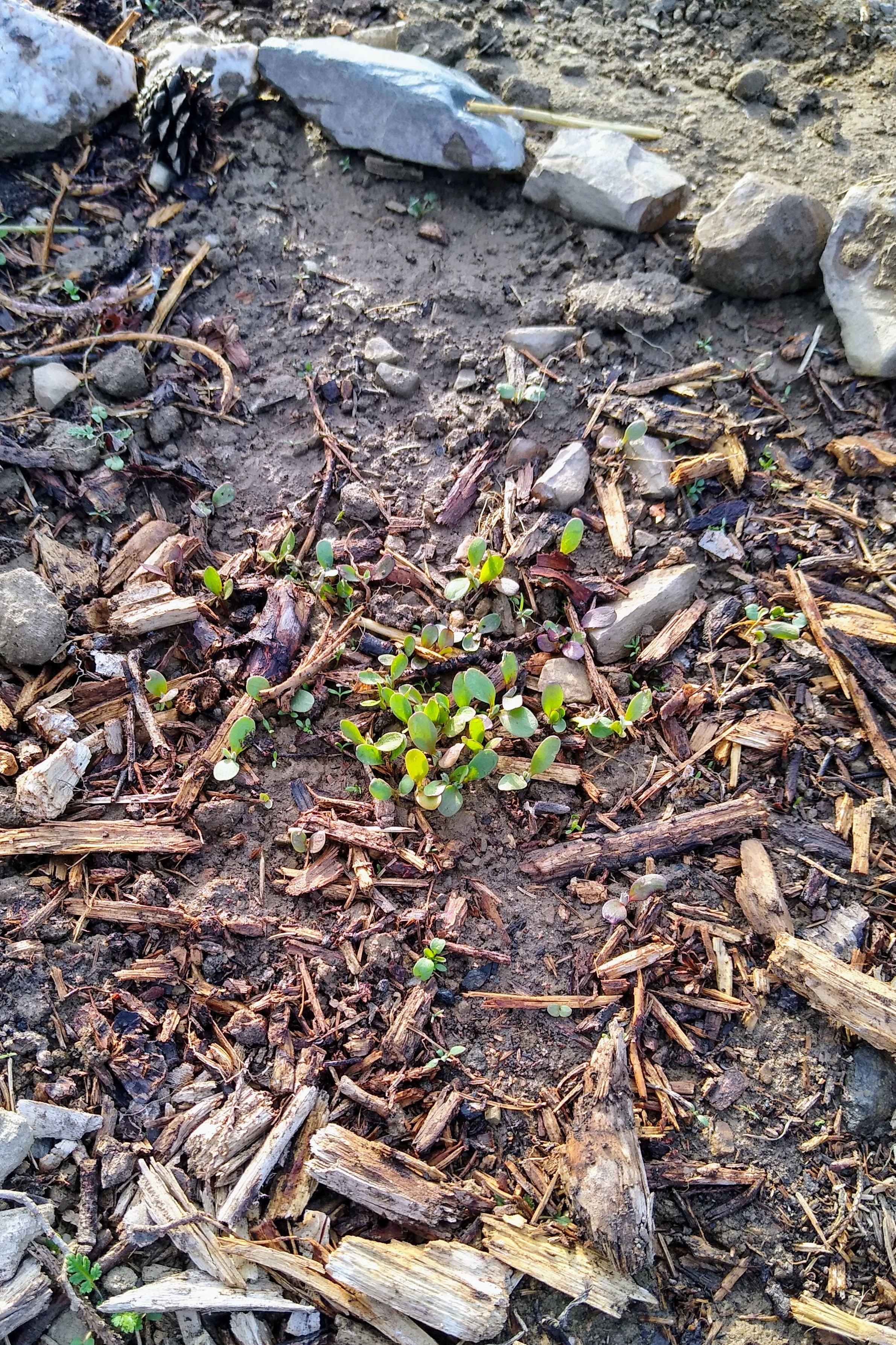 April. Kiki-Niki-Cha! Learn, play, and discover with us!