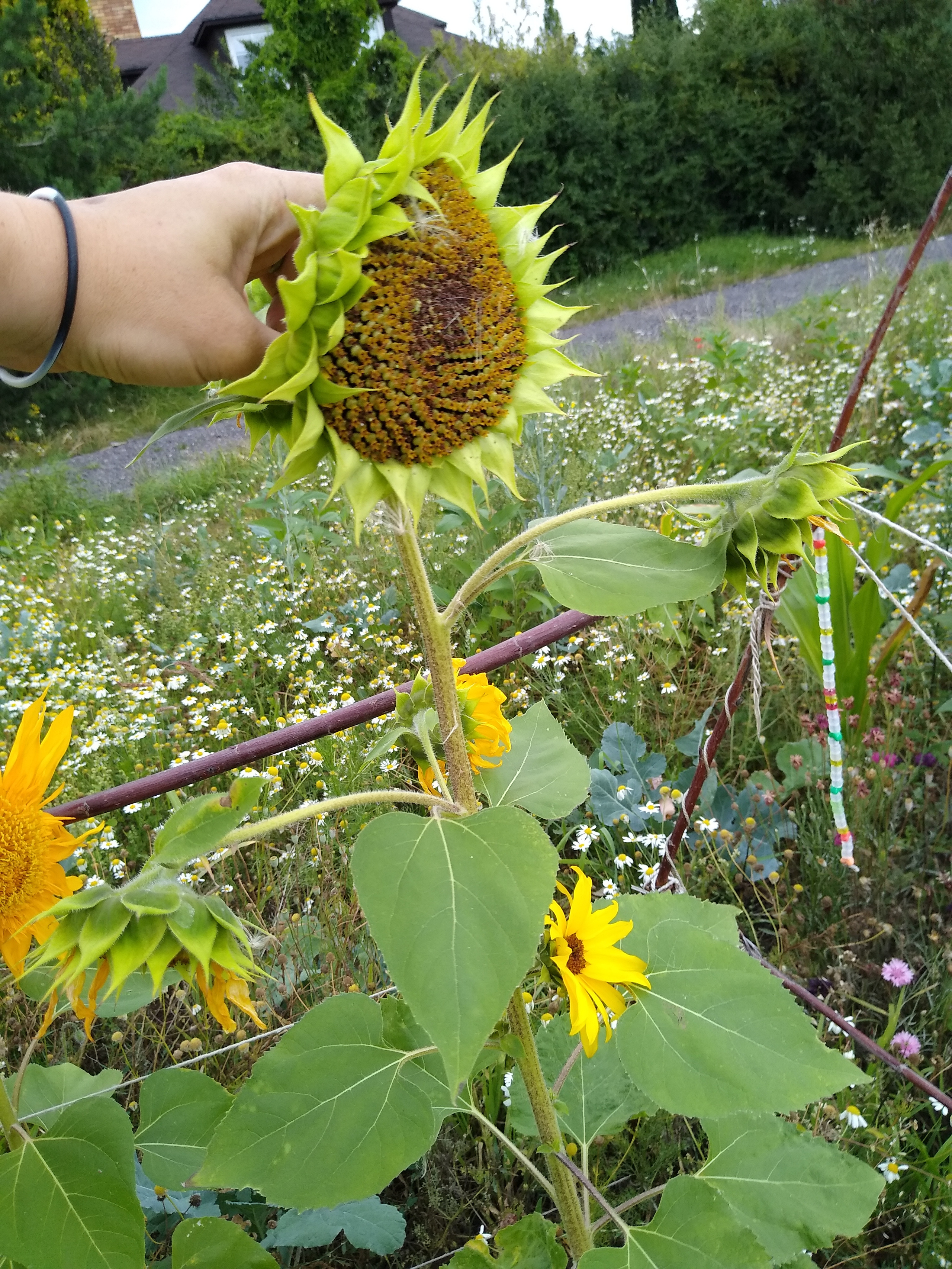 July. Kiki-Niki-Cha! Learn, play, and discover with us!