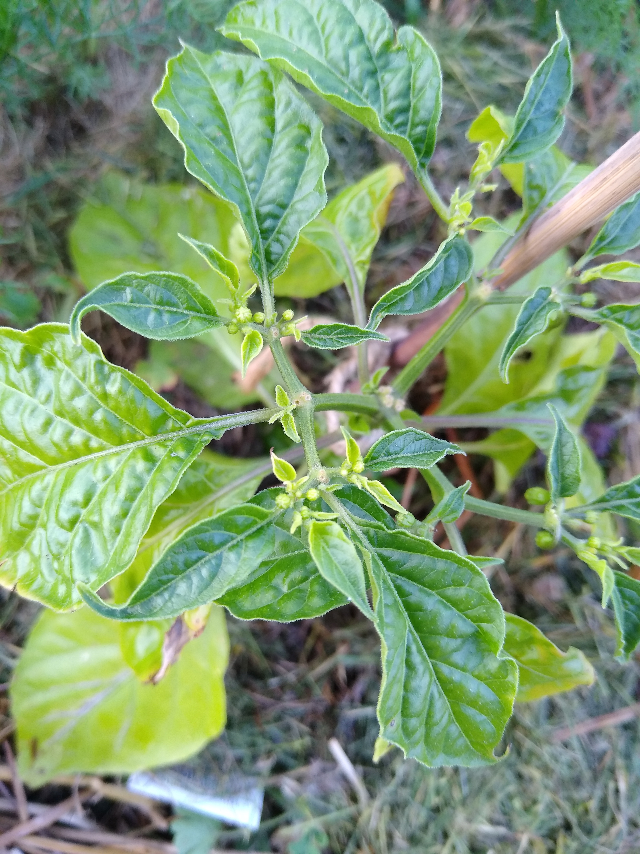 June. Kiki-Niki-Cha! Learn, play, and discover with us!