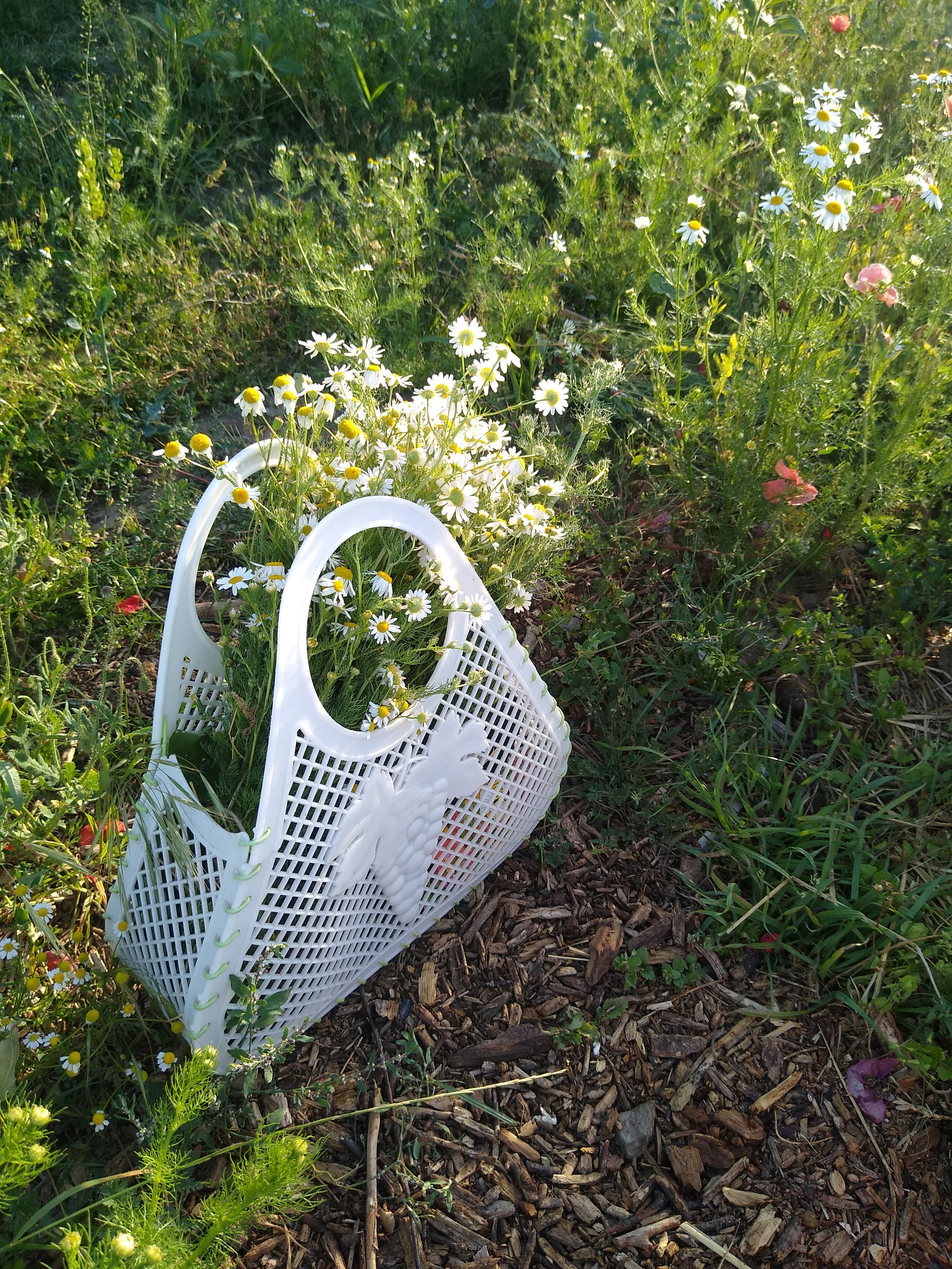 June. Kiki-Niki-Cha! Learn, play, and discover with us!