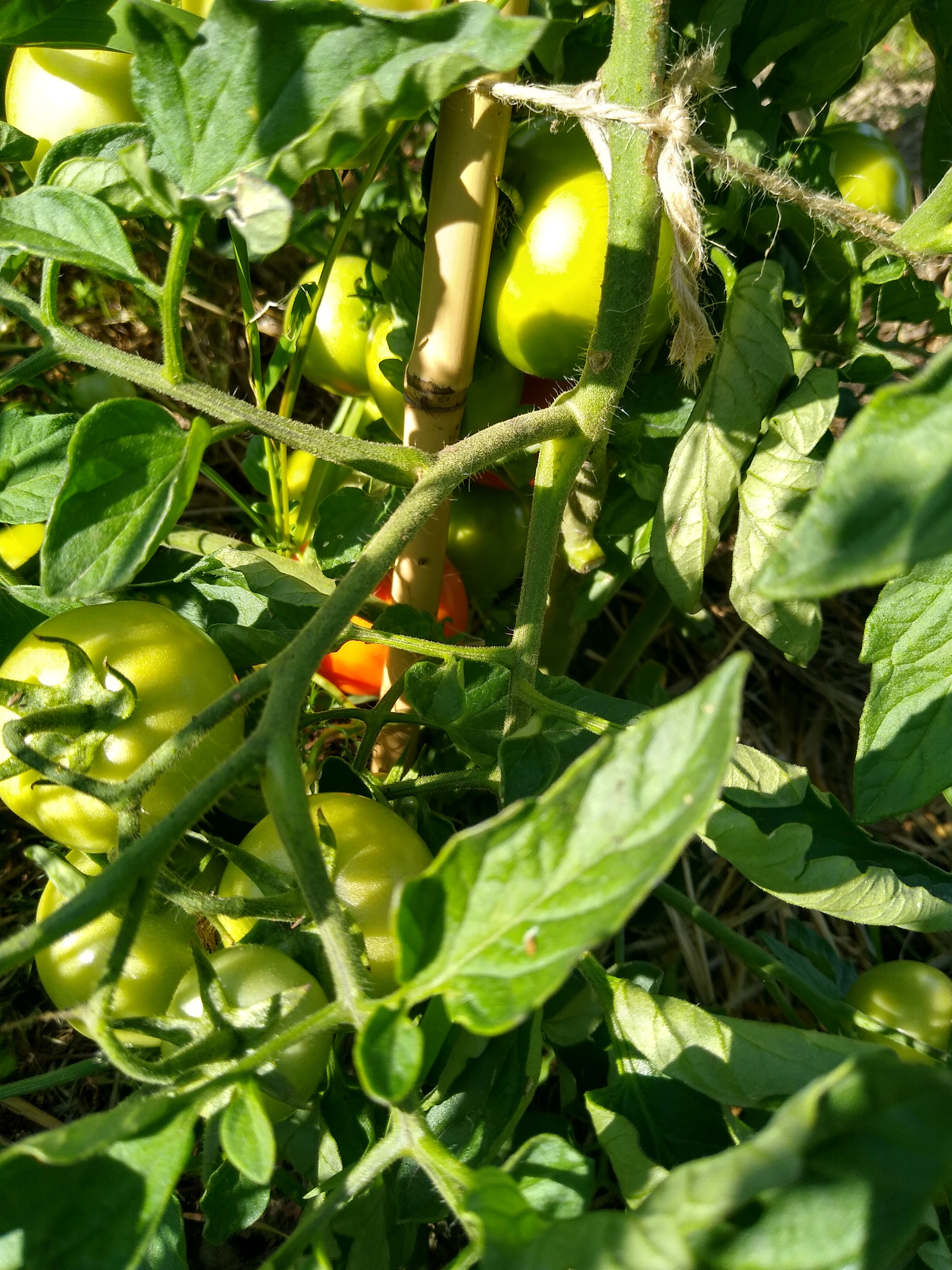 July. Kiki-Niki-Cha! Learn, play, and discover with us!