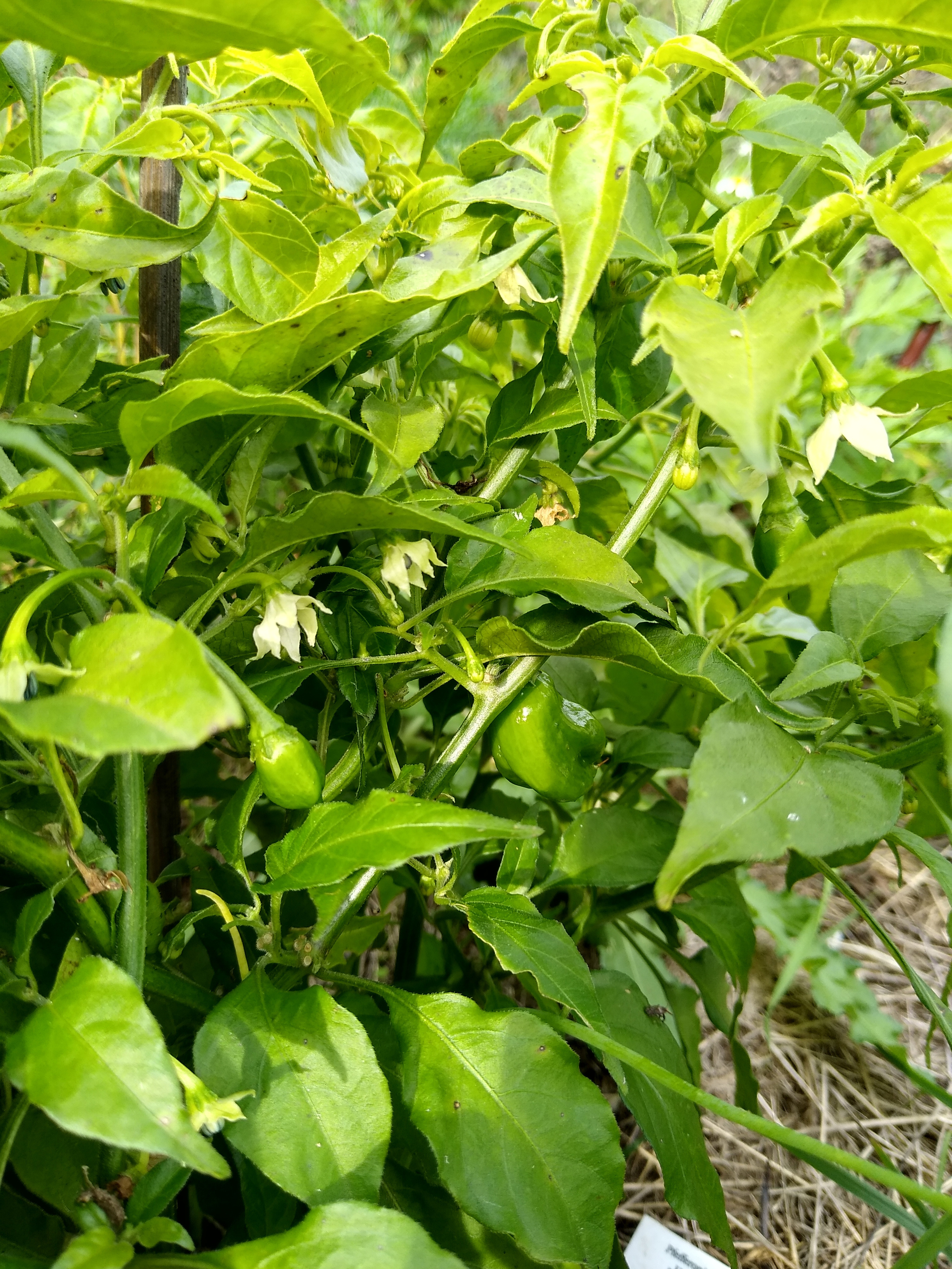 September. Kiki-Niki-Cha! Learn, play, and discover with us!