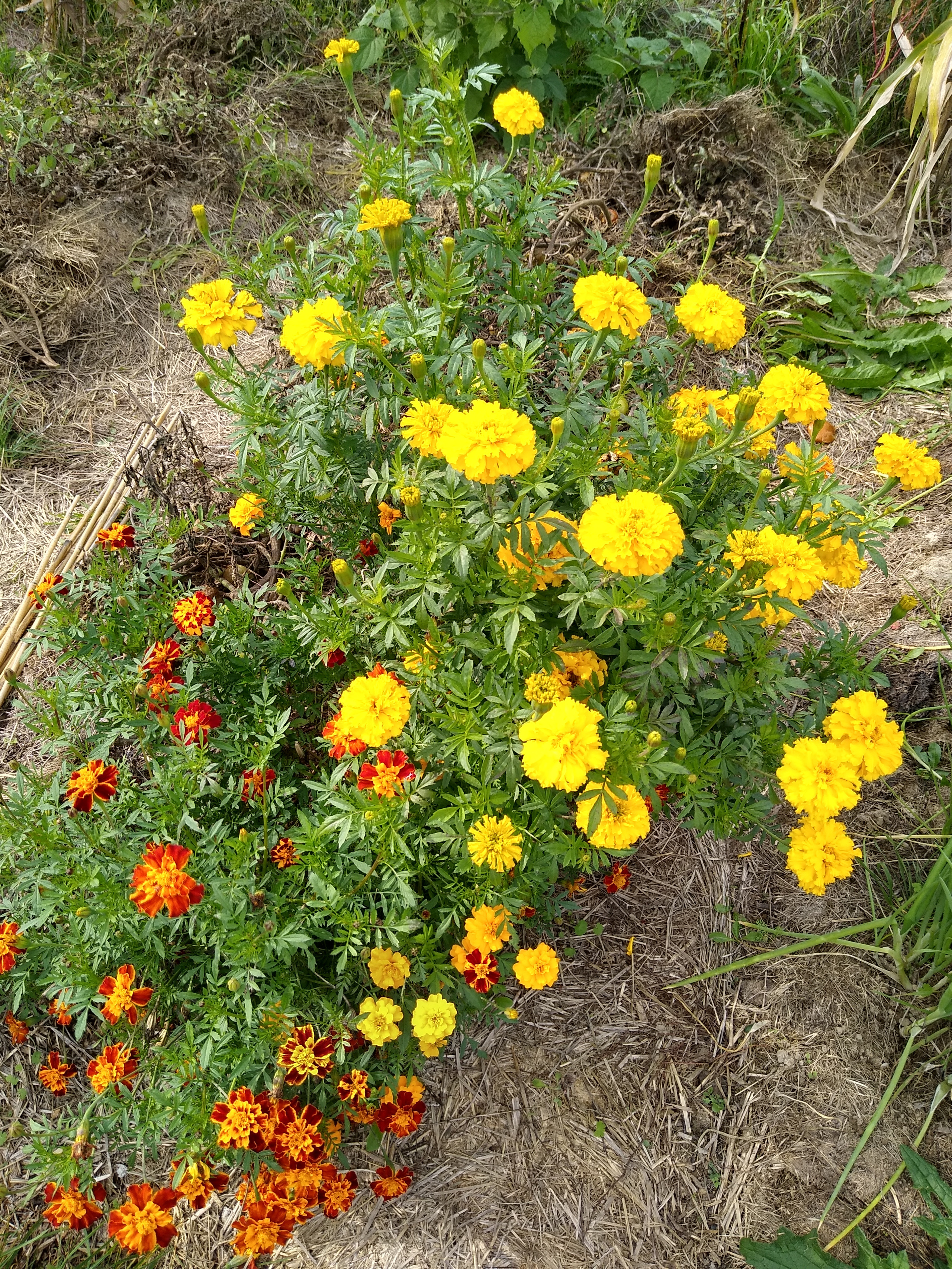 September. Kiki-Niki-Cha! Learn, play, and discover with us!