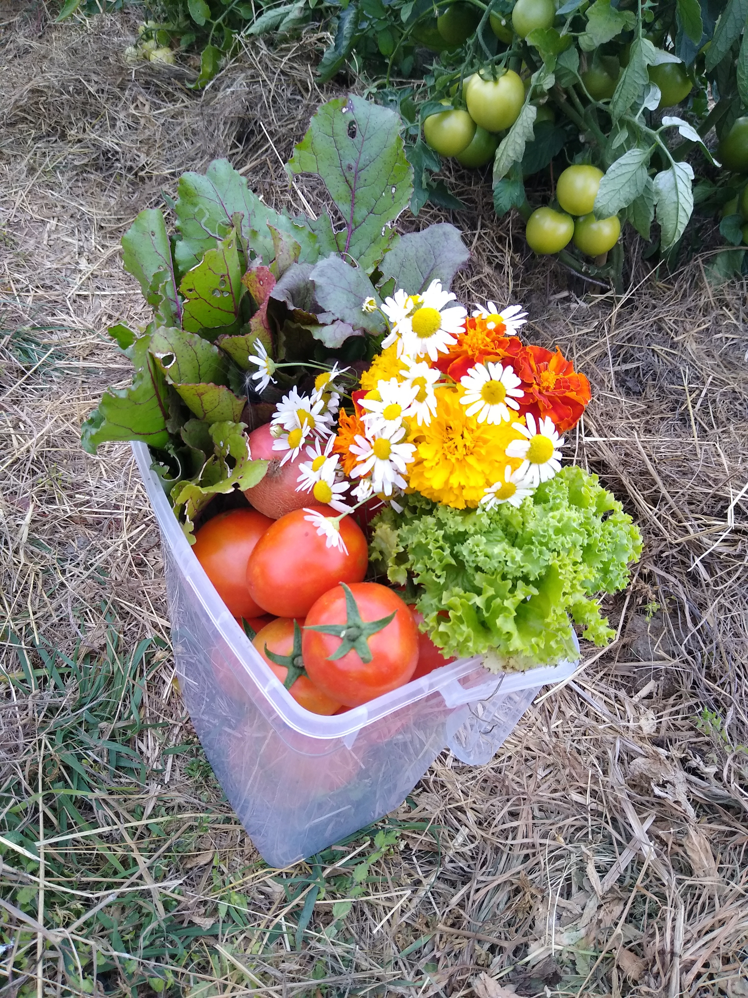 July. Kiki-Niki-Cha! Learn, play, and discover with us!