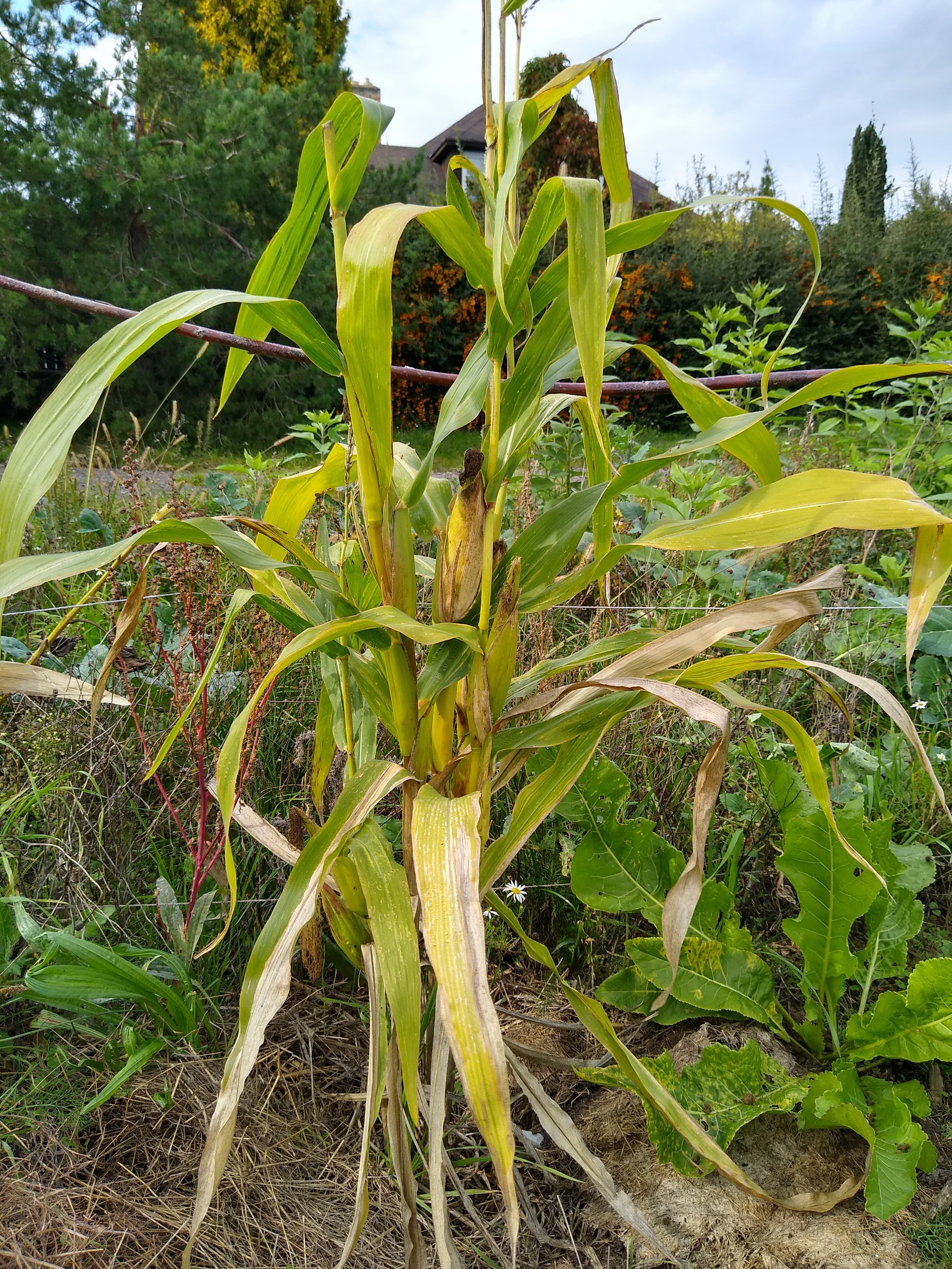 September. Kiki-Niki-Cha! Learn, play, and discover with us!