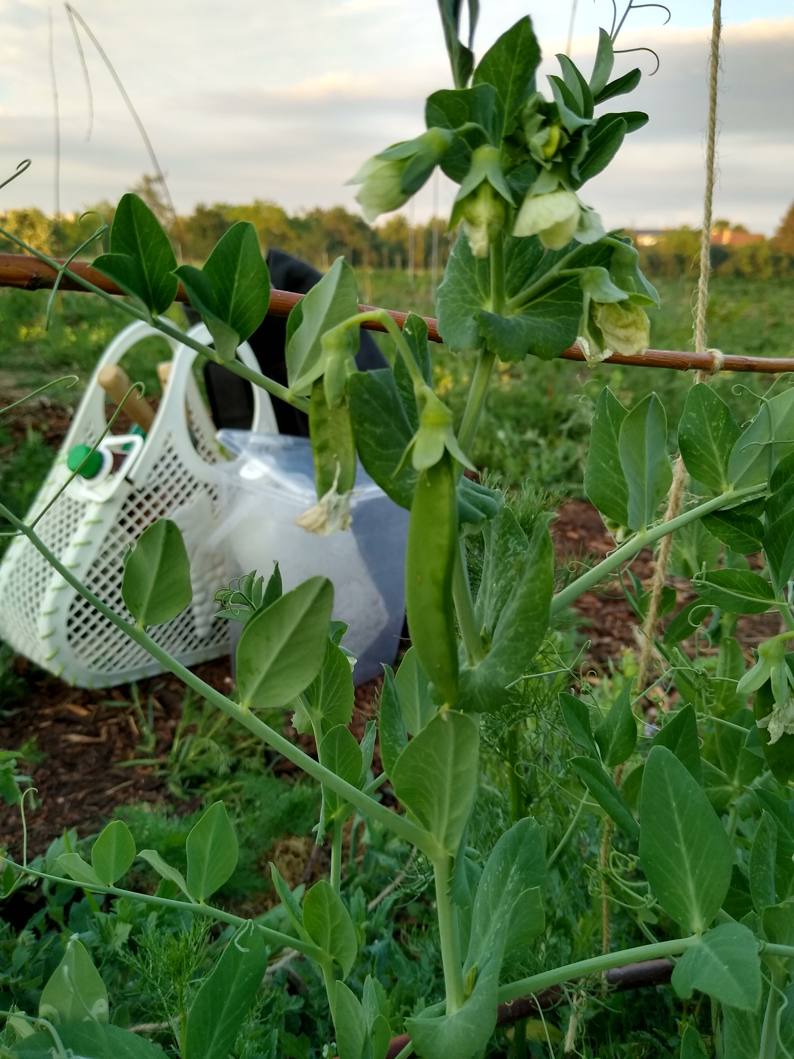 June. Kiki-Niki-Cha! Learn, play, and discover with us!