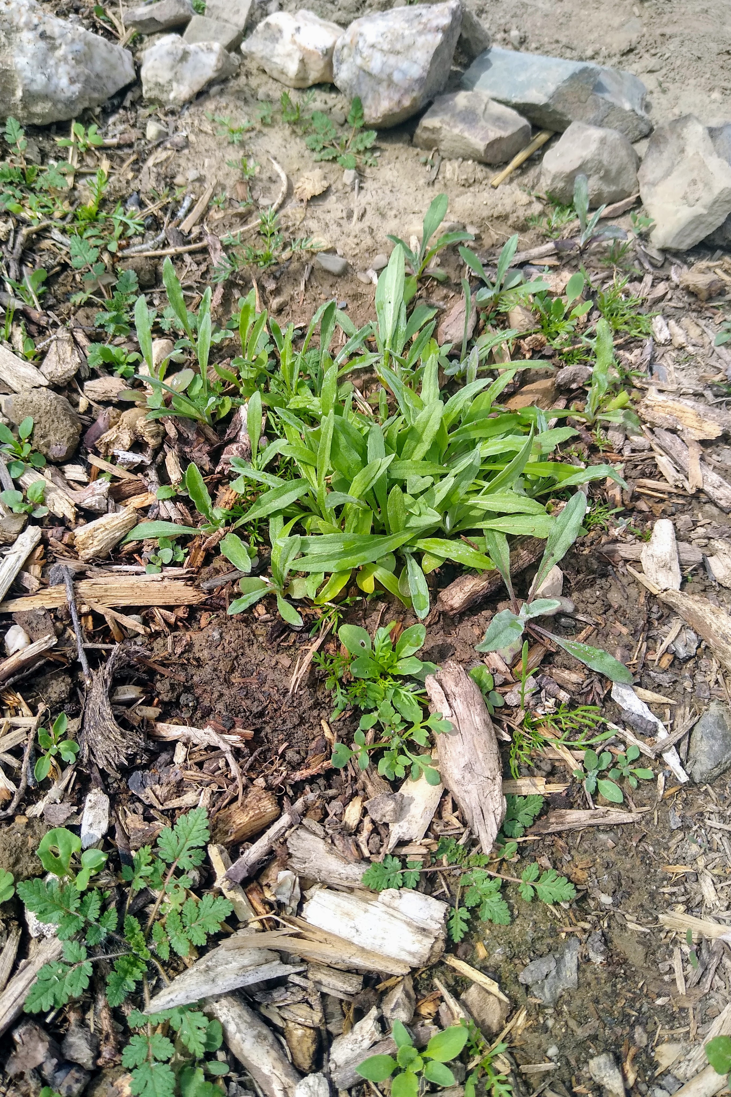 May. Kiki-Niki-Cha! Learn, play, and discover with us!