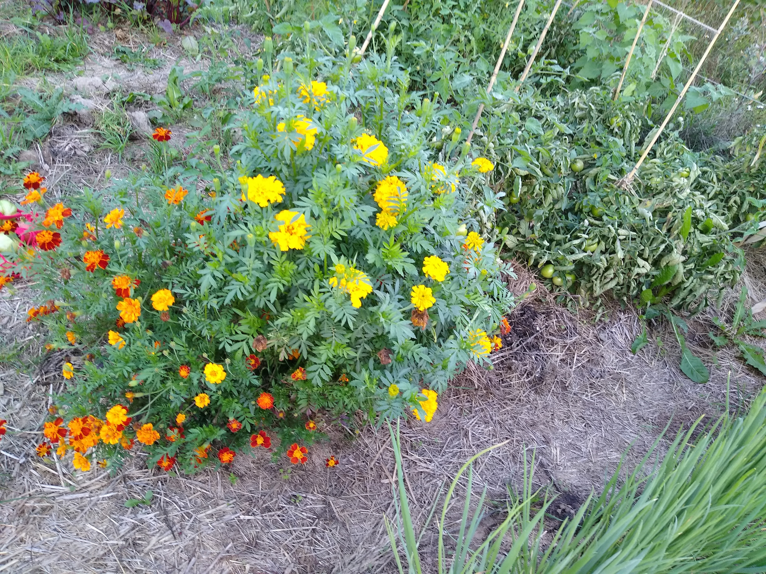 September. Kiki-Niki-Cha! Learn, play, and discover with us!