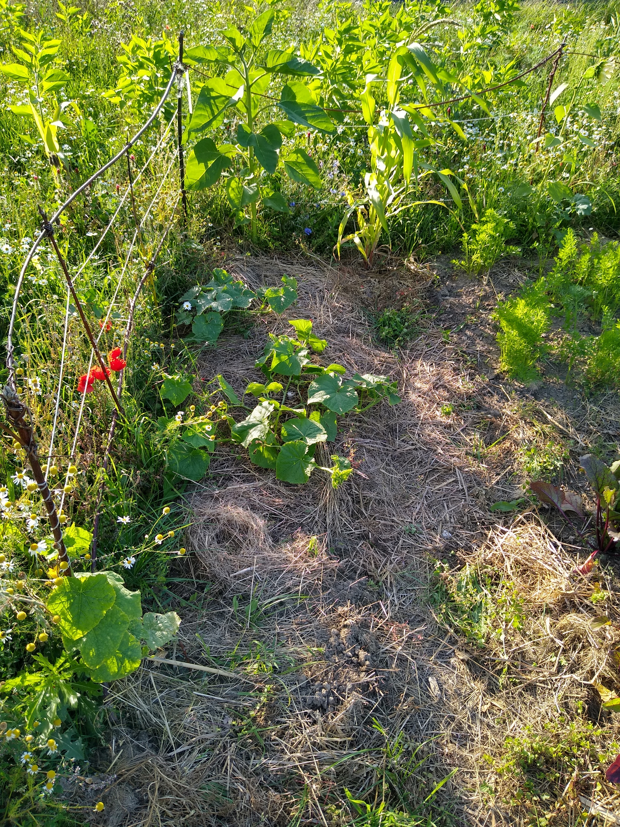 July. Kiki-Niki-Cha! Learn, play, and discover with us!