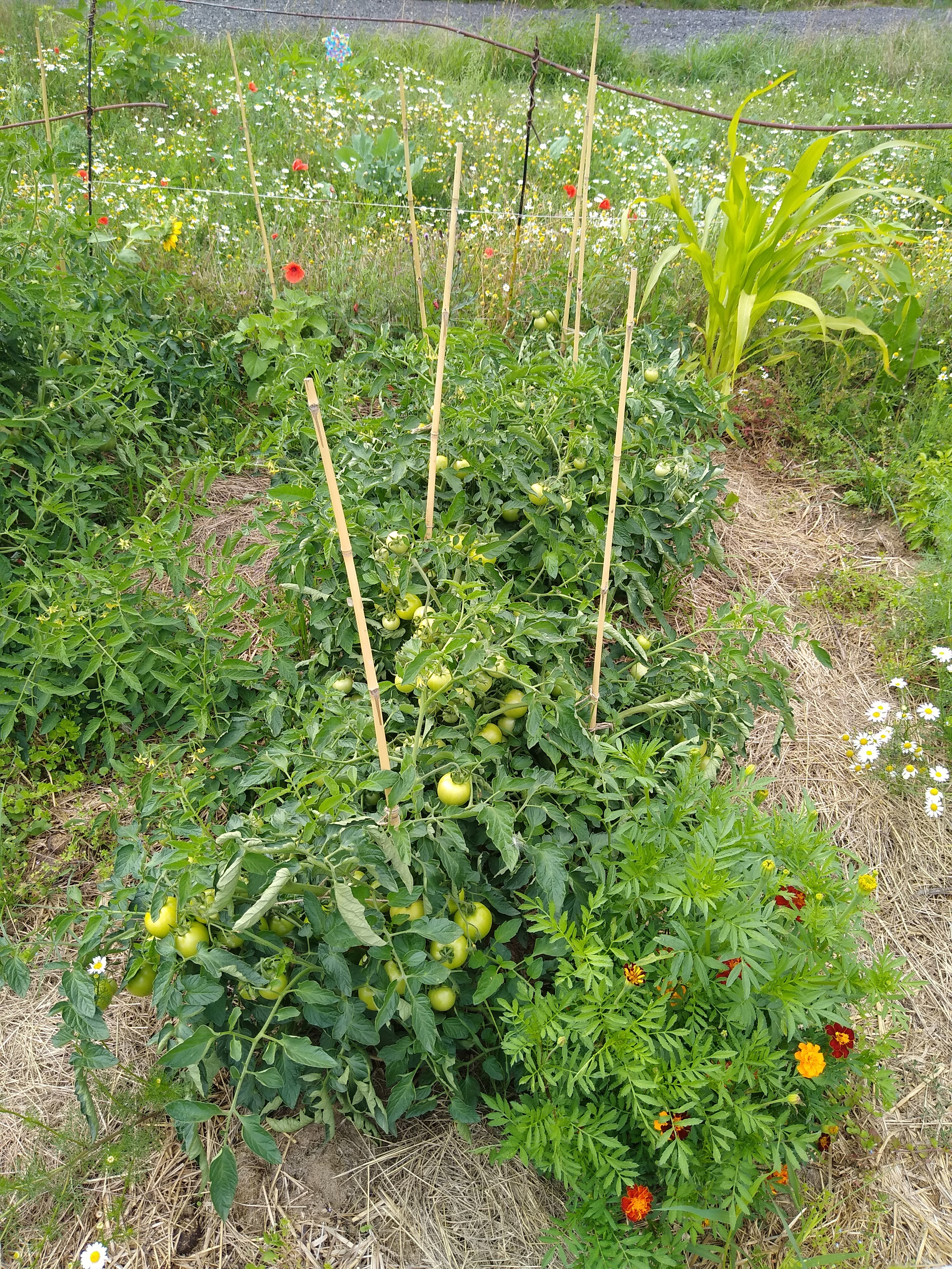 July. Kiki-Niki-Cha! Learn, play, and discover with us!