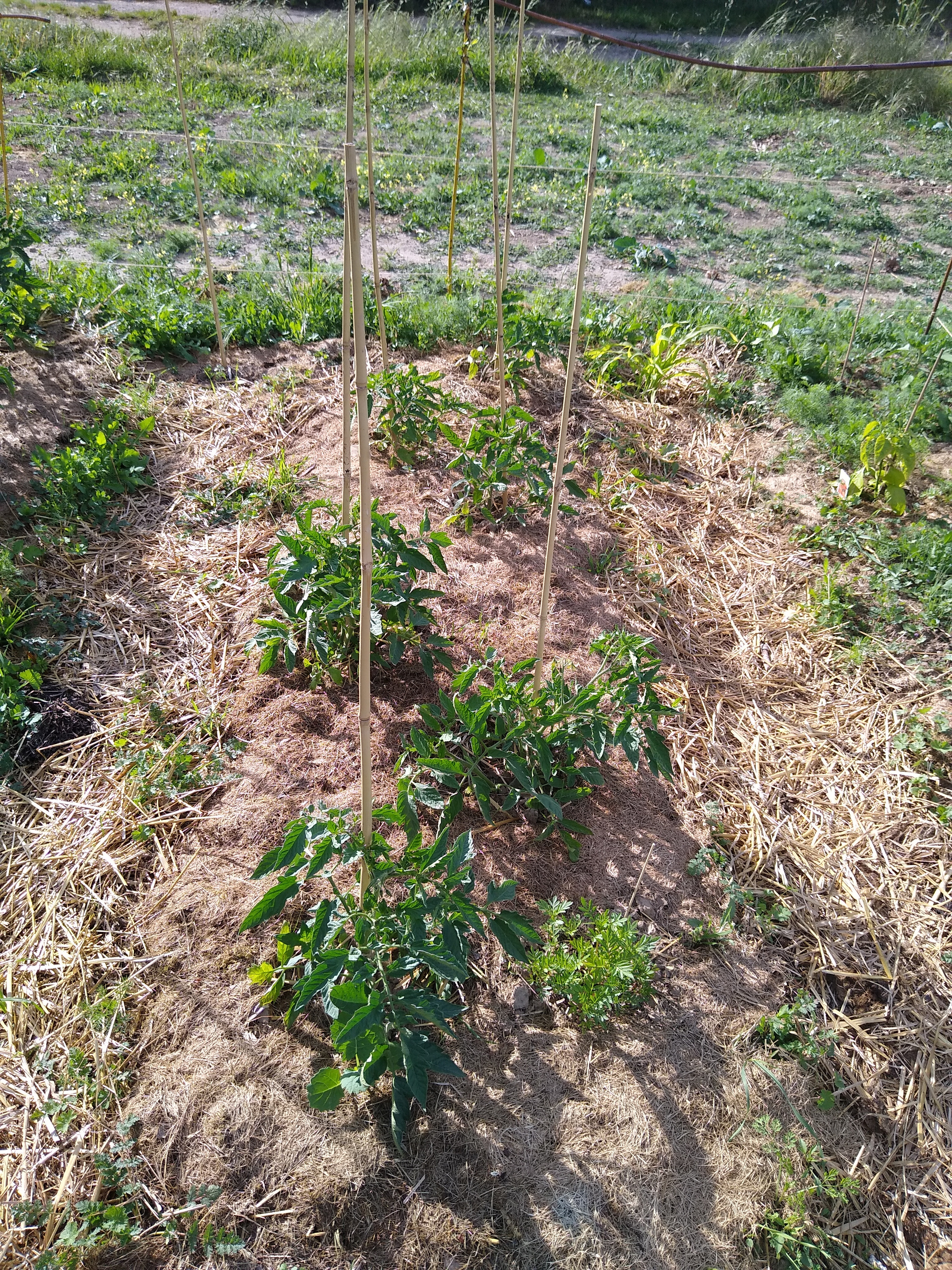 May. Kiki-Niki-Cha! Learn, play, and discover with us!