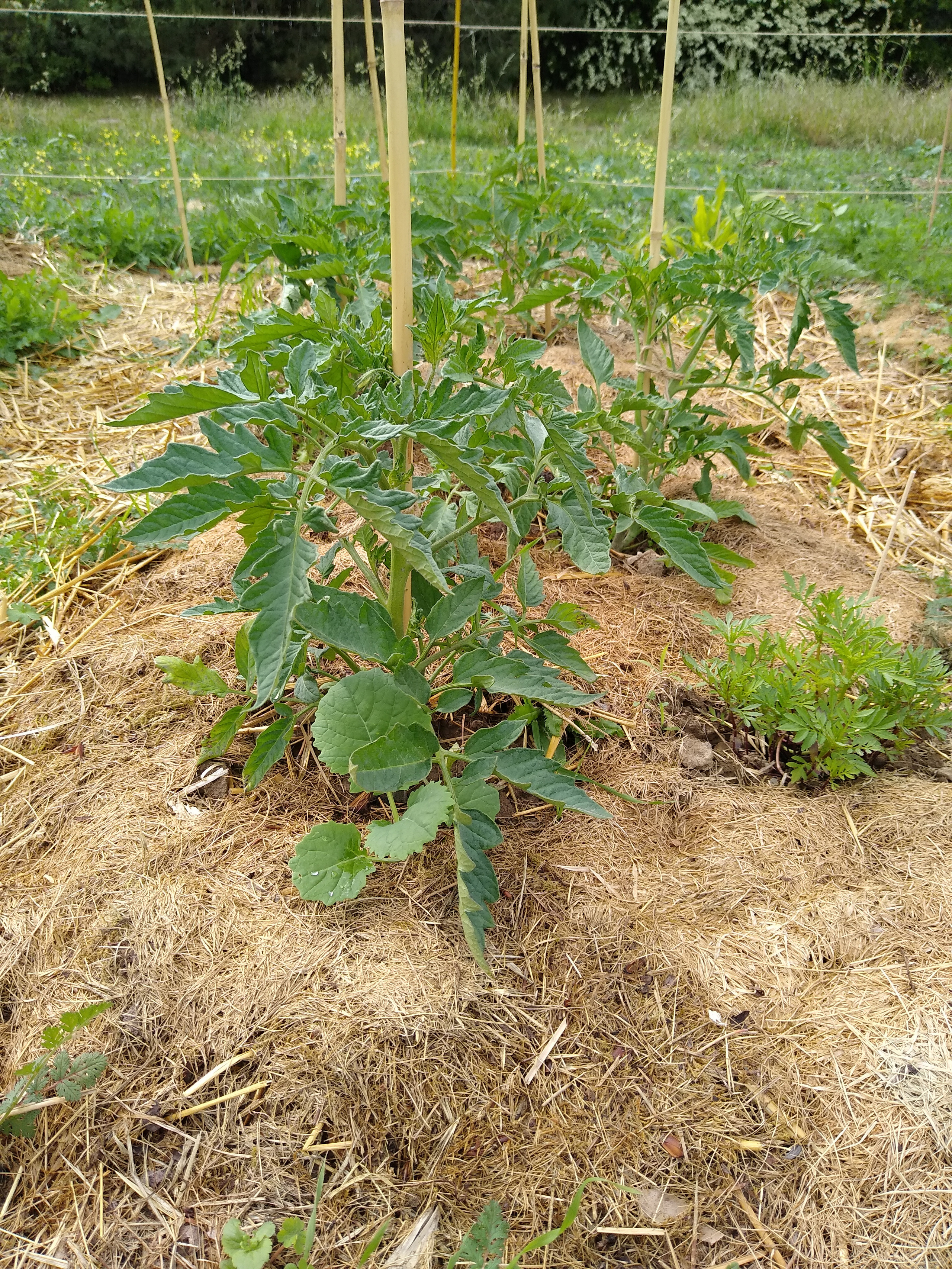 May. Kiki-Niki-Cha! Learn, play, and discover with us!