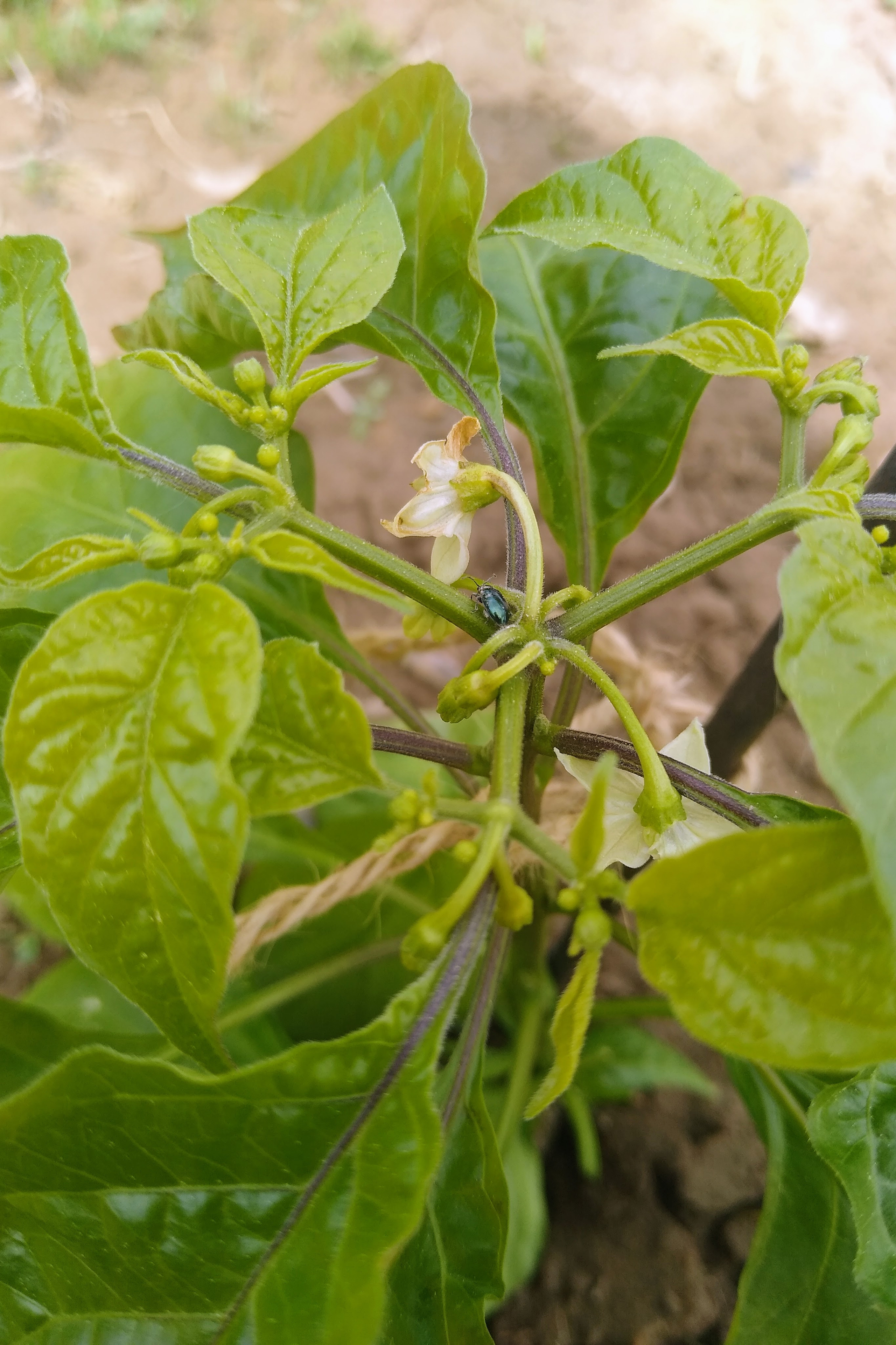 May. Kiki-Niki-Cha! Learn, play, and discover with us!