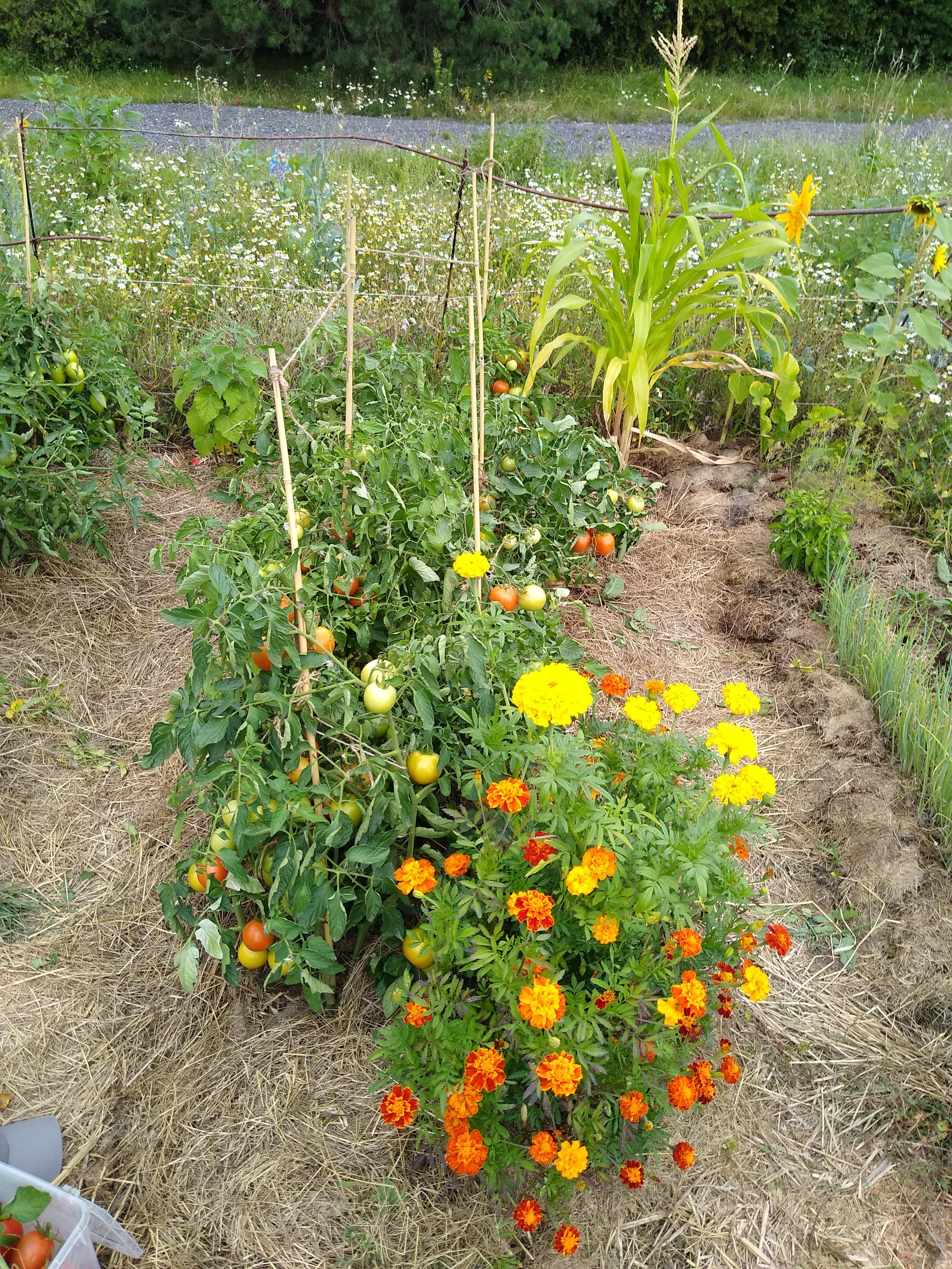 July. Kiki-Niki-Cha! Learn, play, and discover with us!