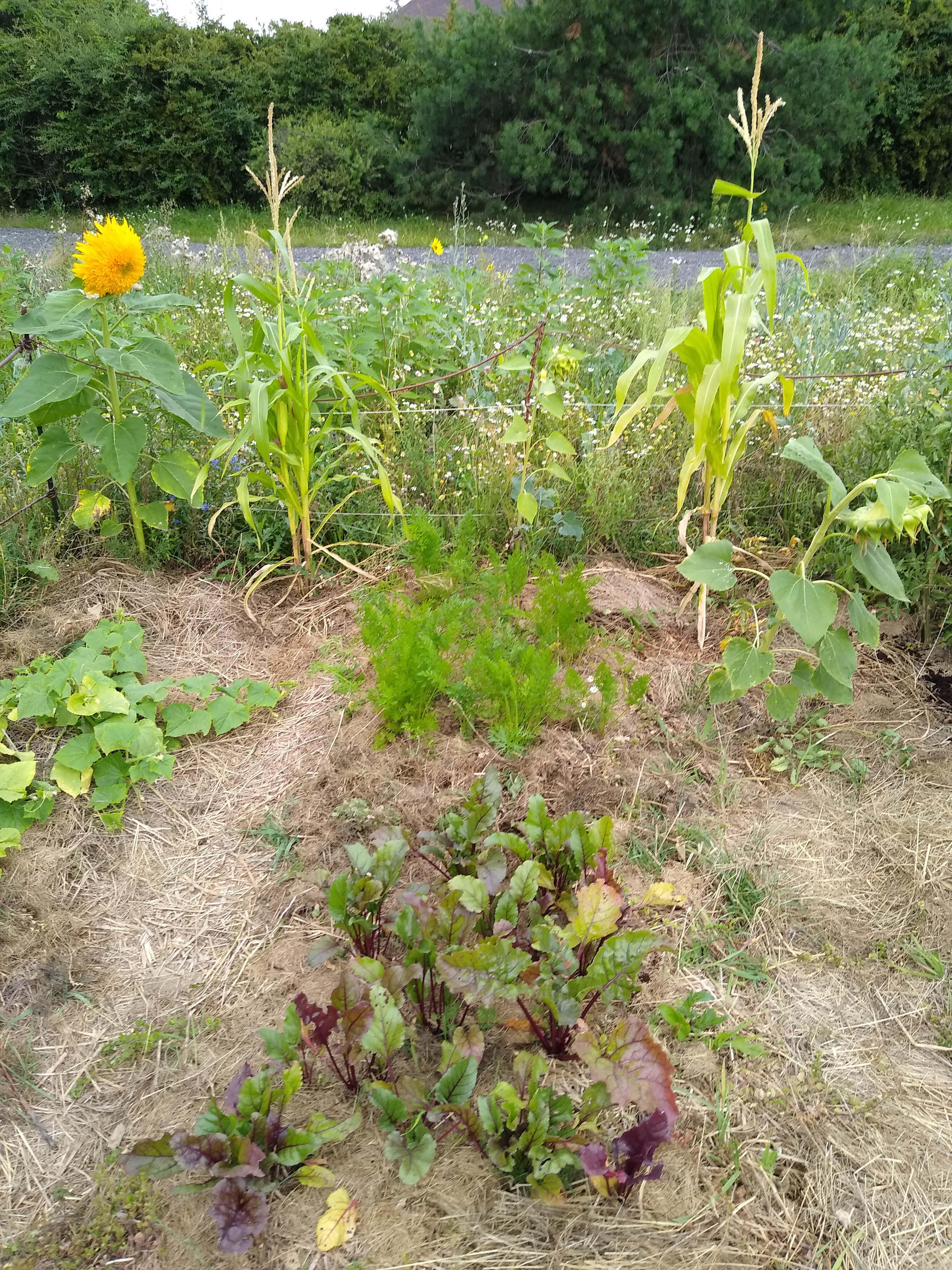 July. Kiki-Niki-Cha! Learn, play, and discover with us!