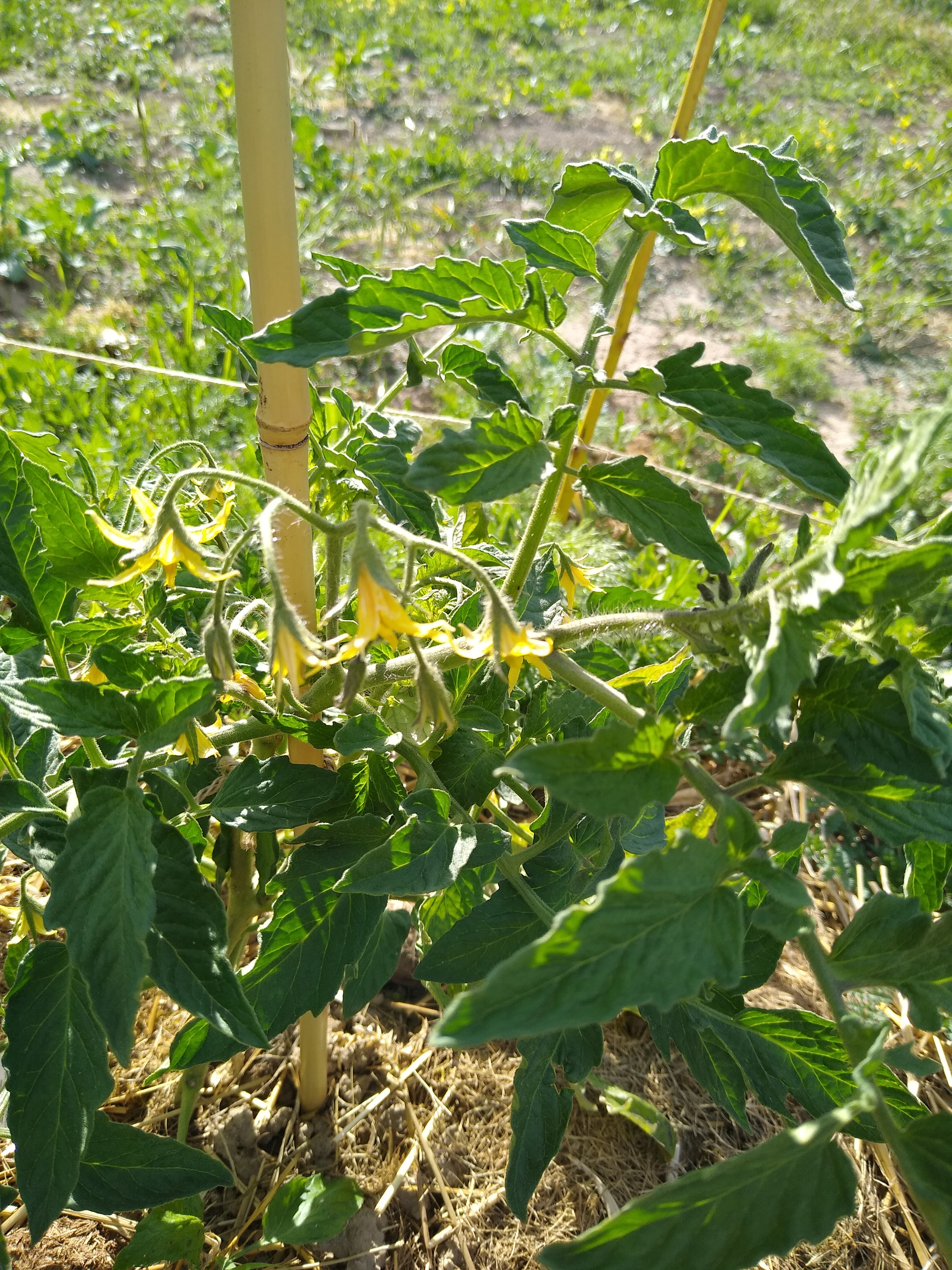 May. Kiki-Niki-Cha! Learn, play, and discover with us!