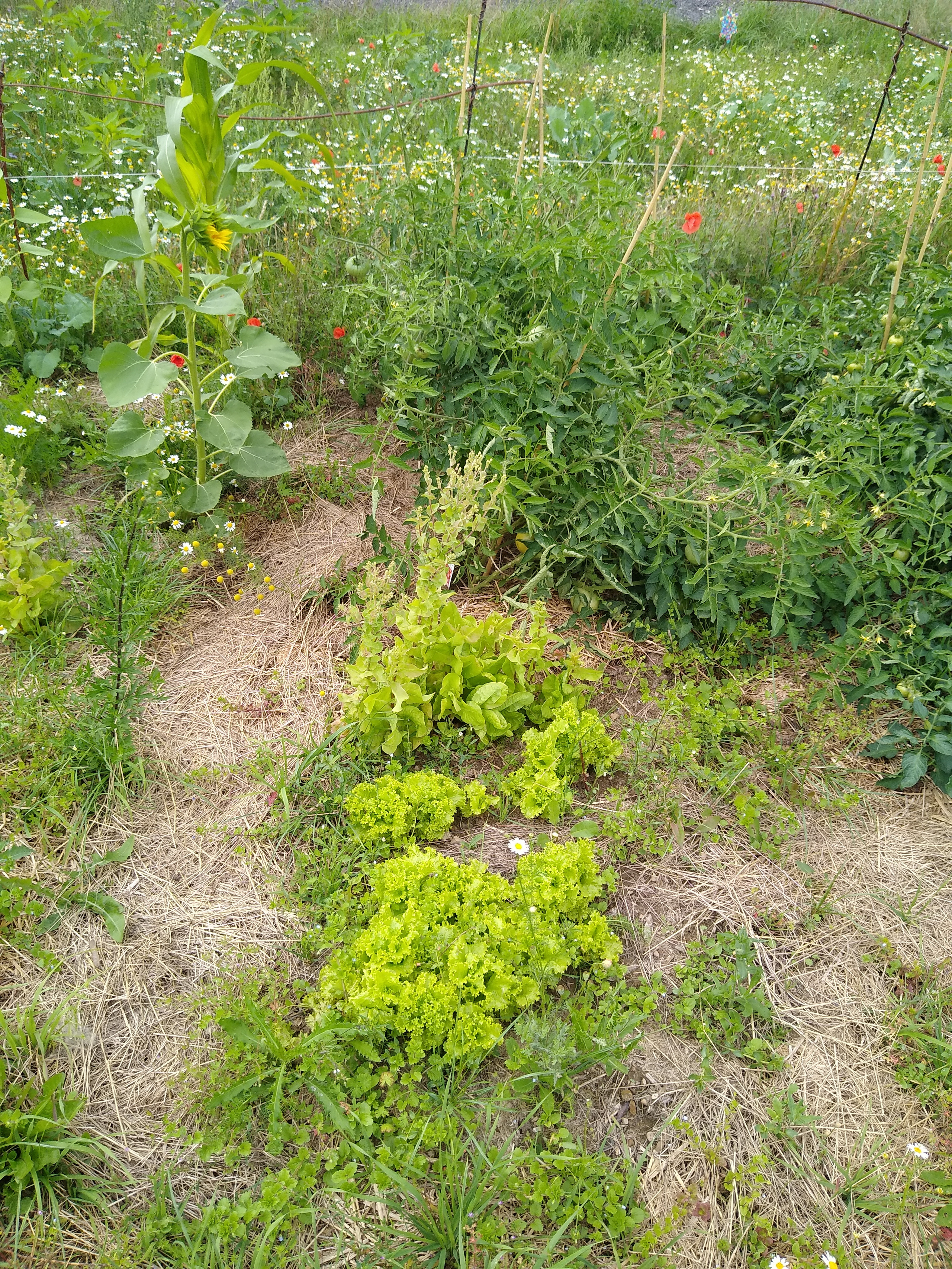 July. Kiki-Niki-Cha! Learn, play, and discover with us!