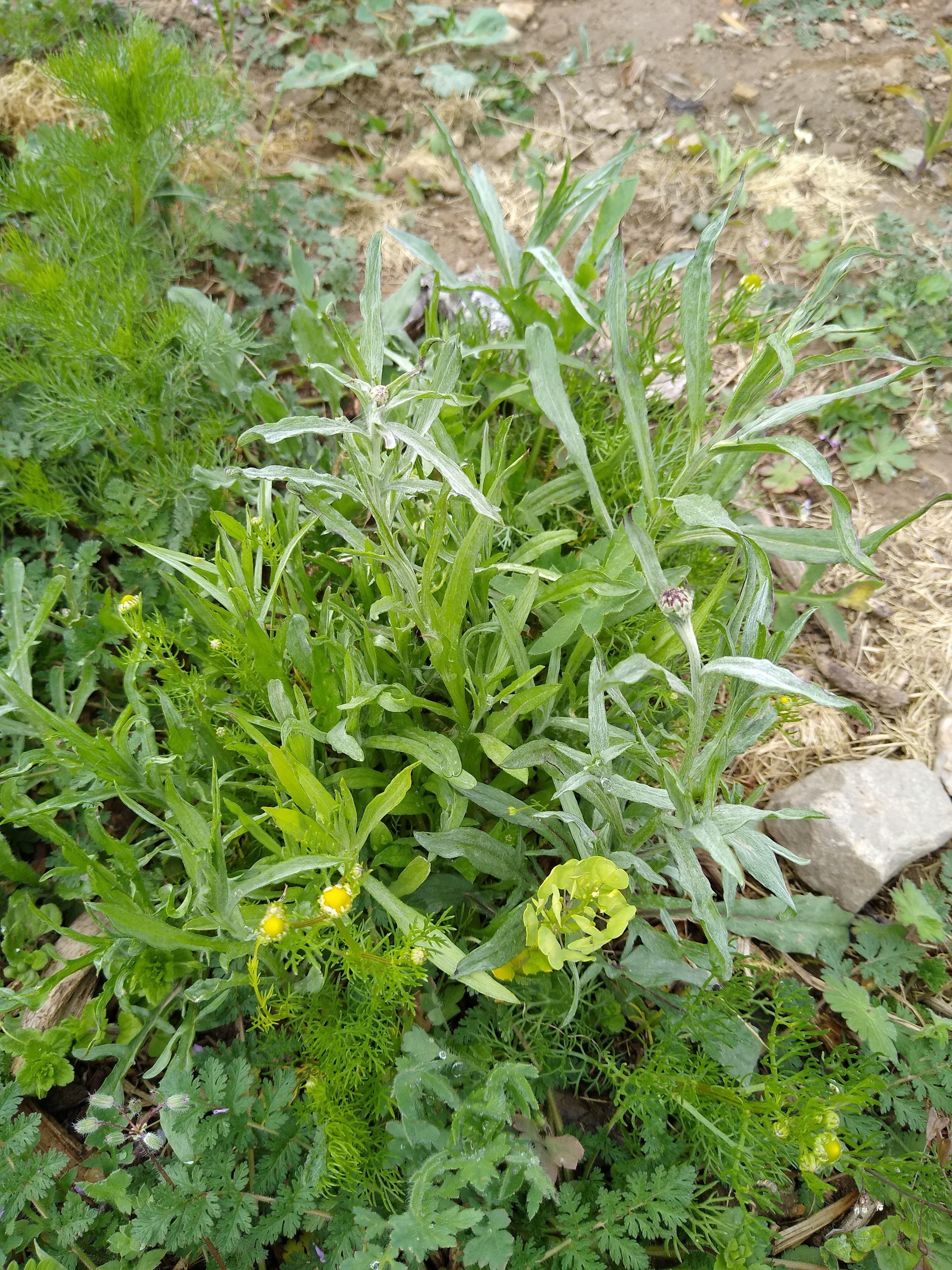 May. Kiki-Niki-Cha! Learn, play, and discover with us!