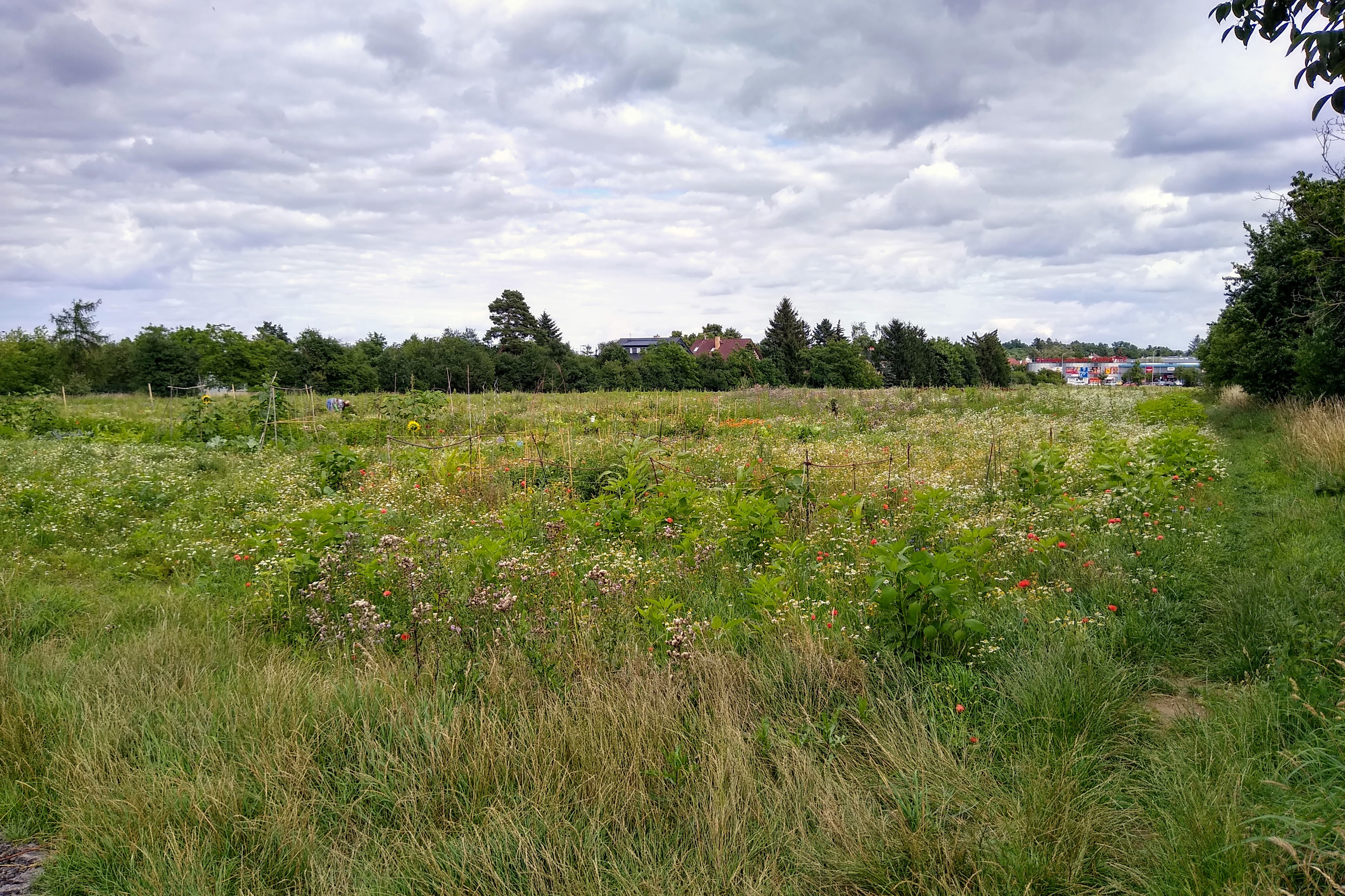 July. Kiki-Niki-Cha! Learn, play, and discover with us!