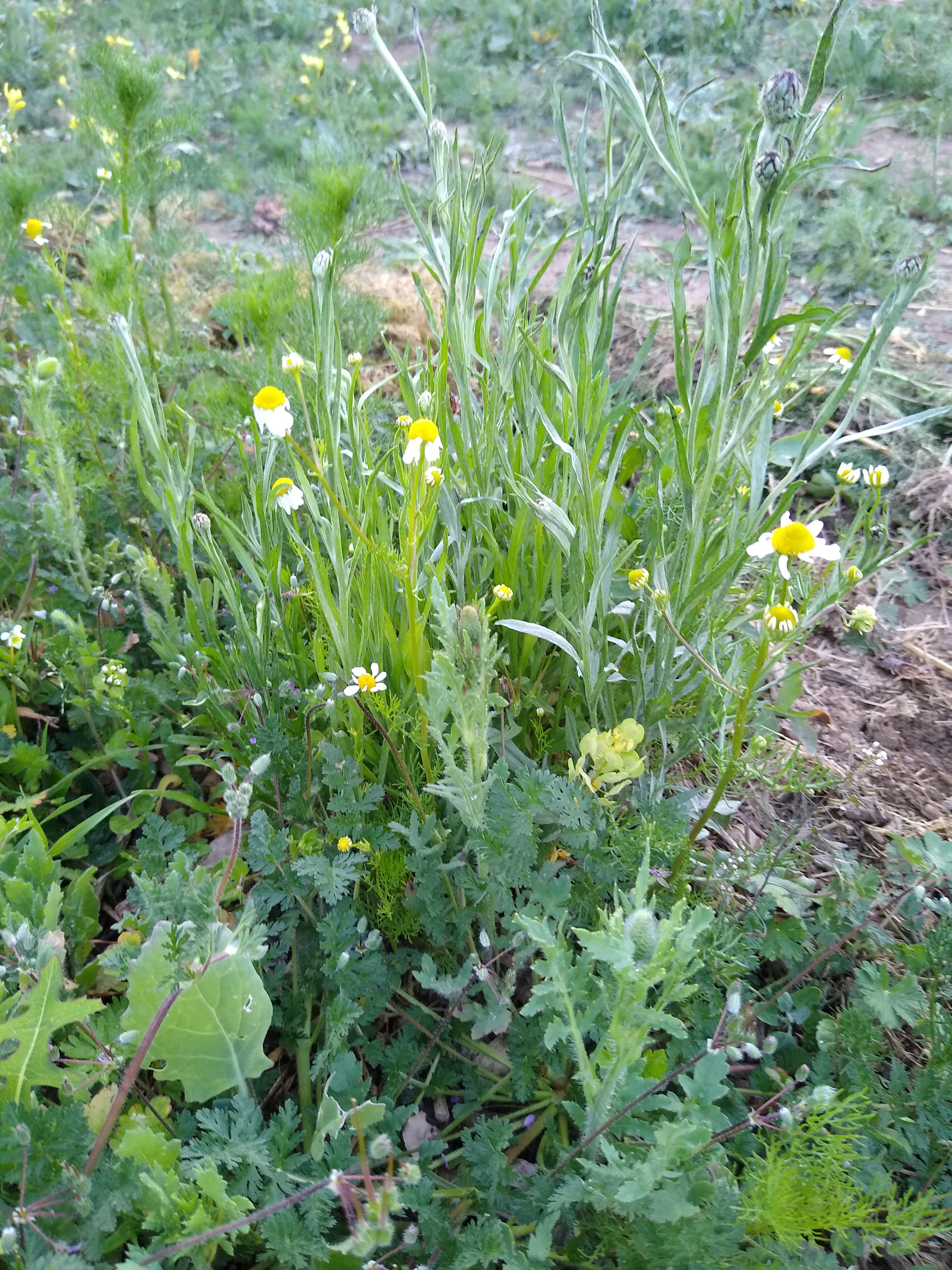 June. Kiki-Niki-Cha! Learn, play, and discover with us!