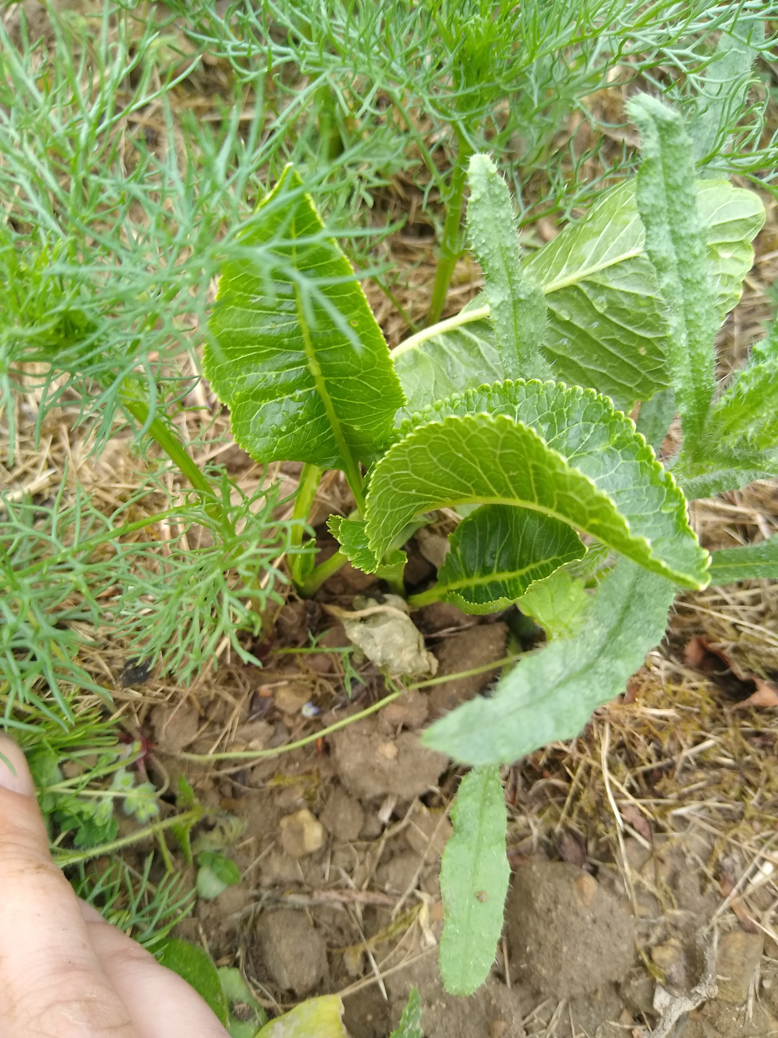 June. Kiki-Niki-Cha! Learn, play, and discover with us!