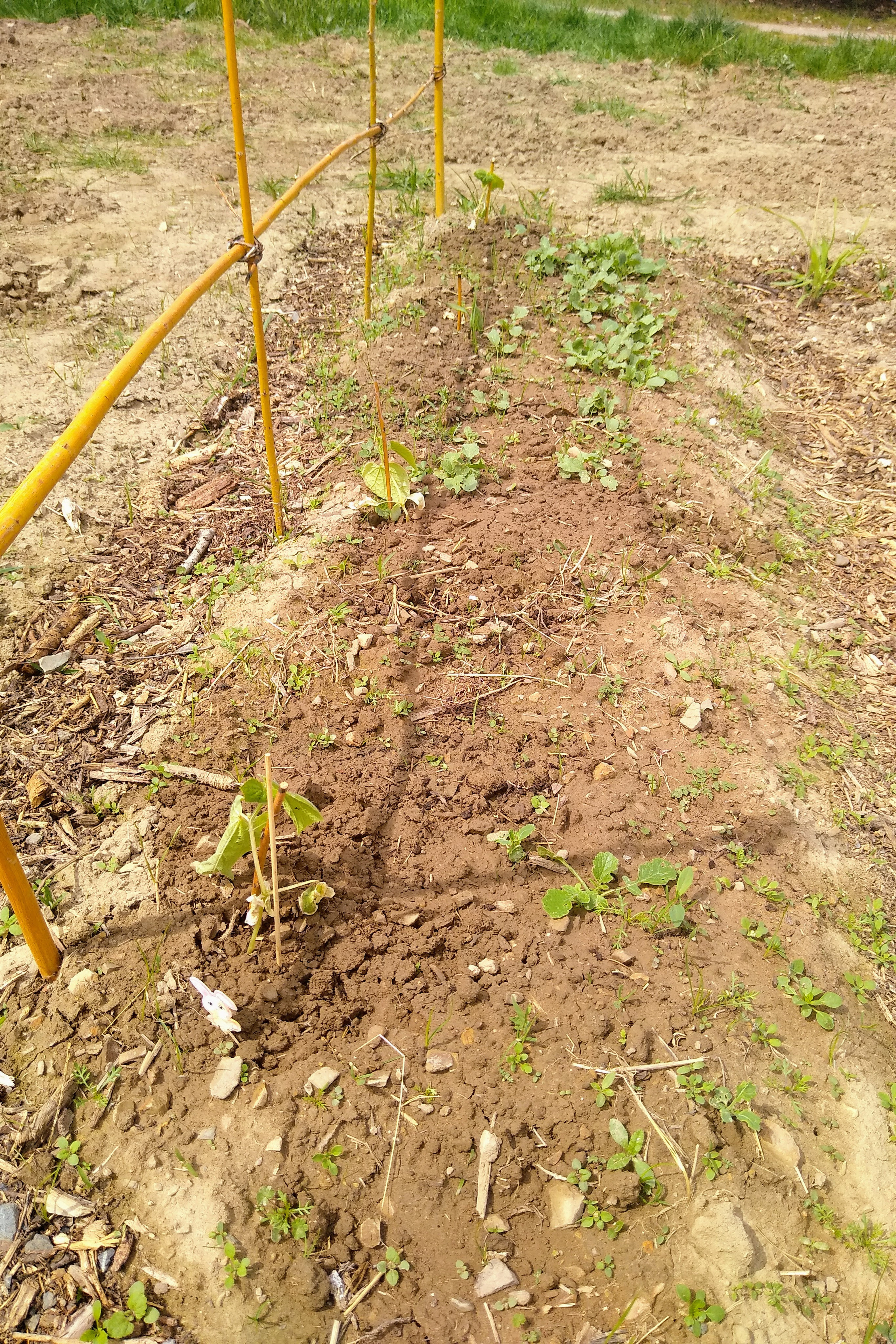 May. Kiki-Niki-Cha! Learn, play, and discover with us!