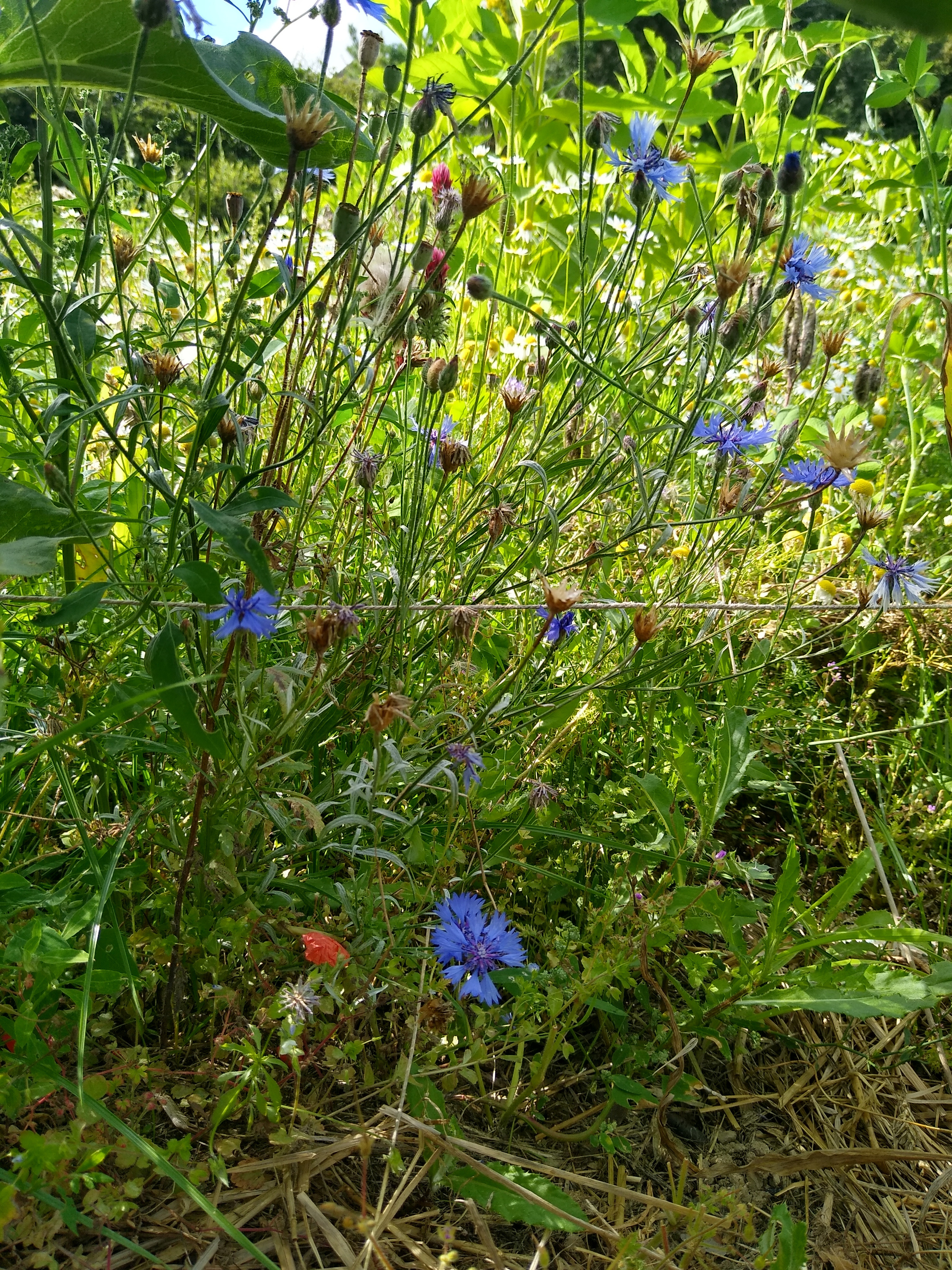 July. Kiki-Niki-Cha! Learn, play, and discover with us!