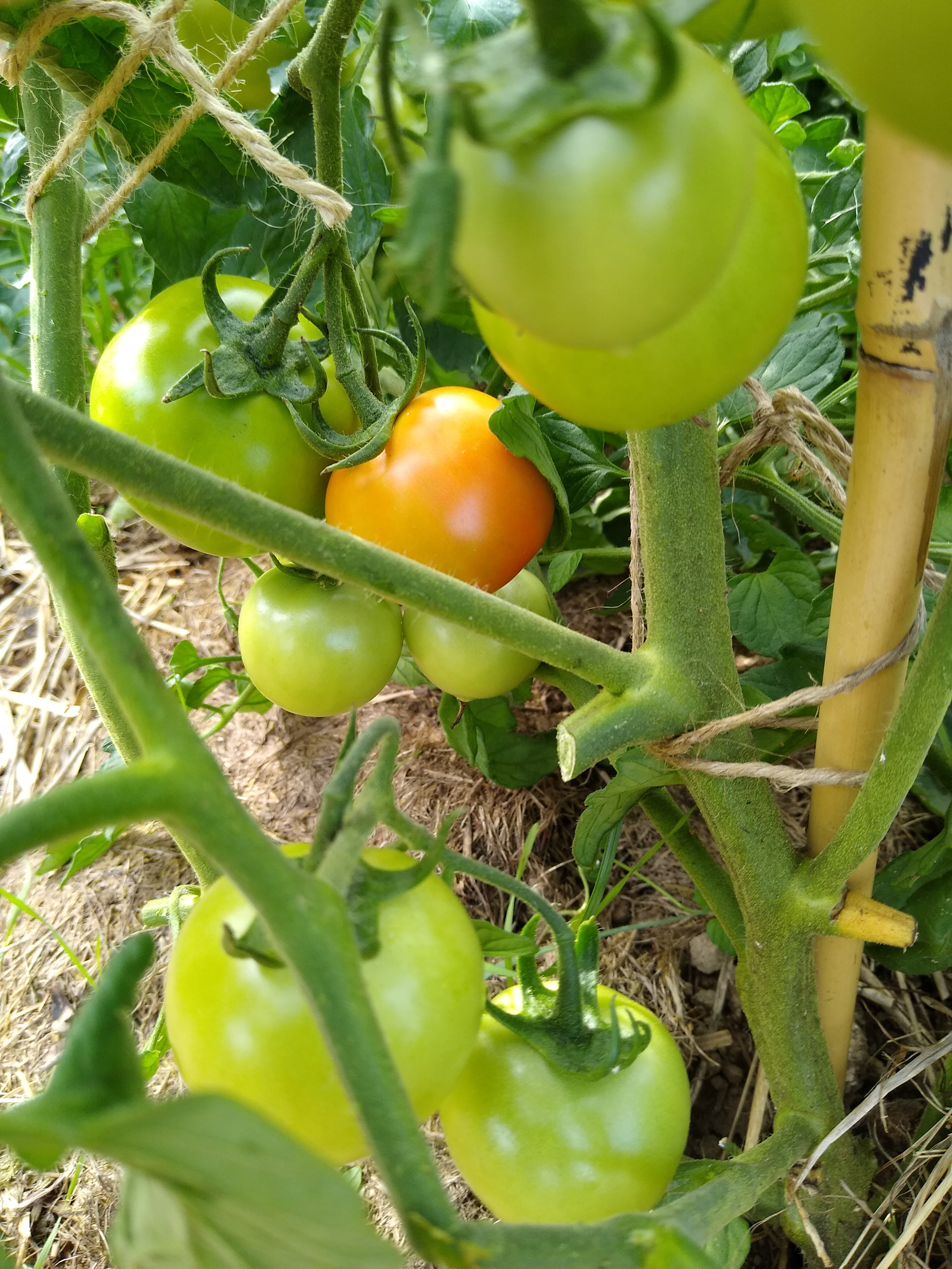 July. Kiki-Niki-Cha! Learn, play, and discover with us!