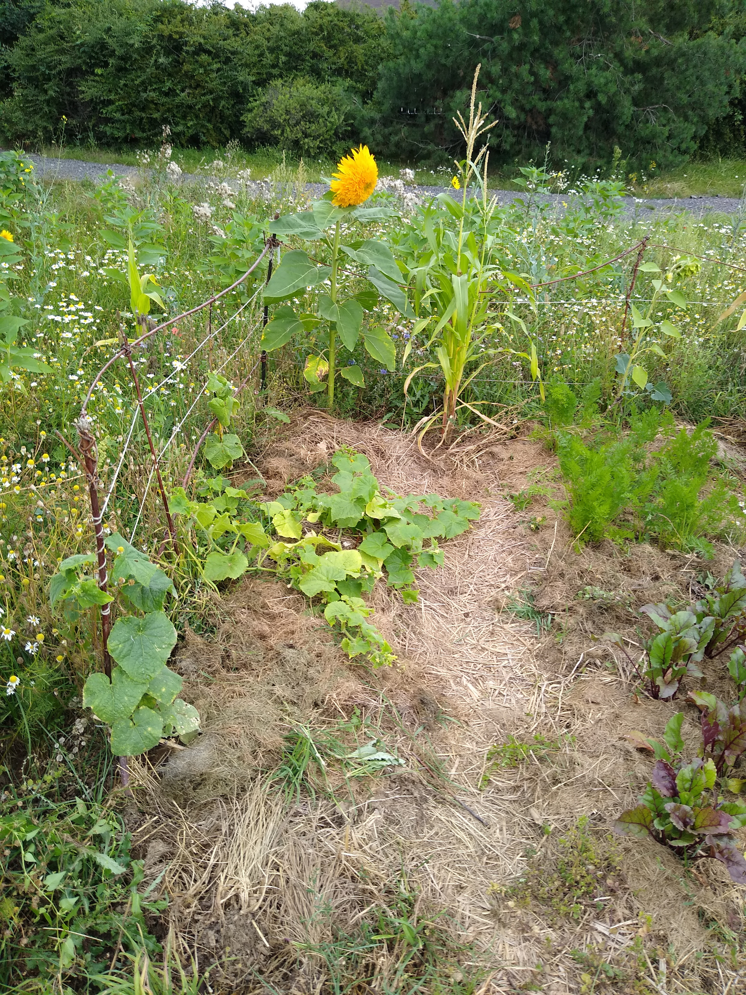 July. Kiki-Niki-Cha! Learn, play, and discover with us!